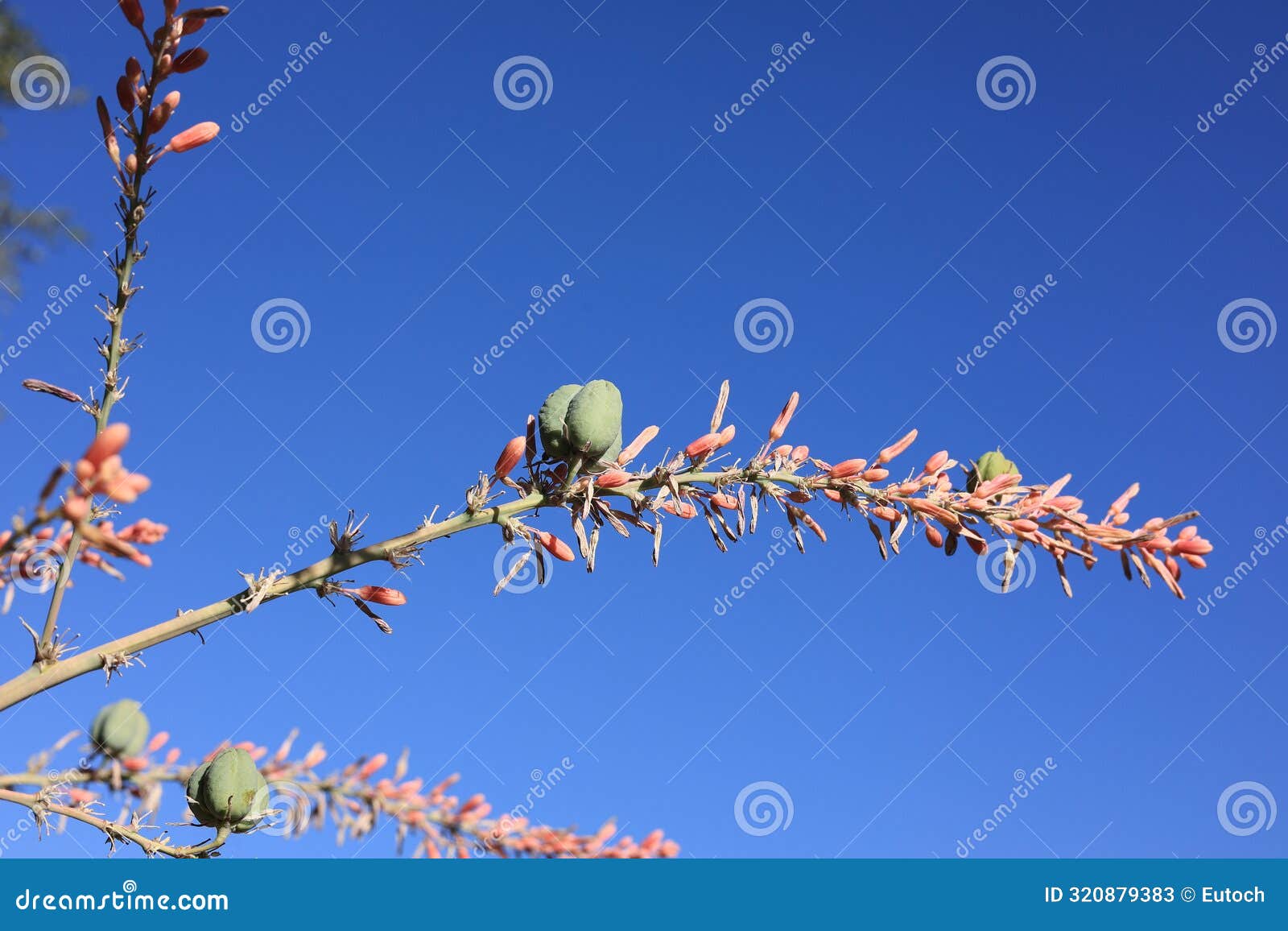 red yucca flowers and seed pods, hesperaloe parviflora