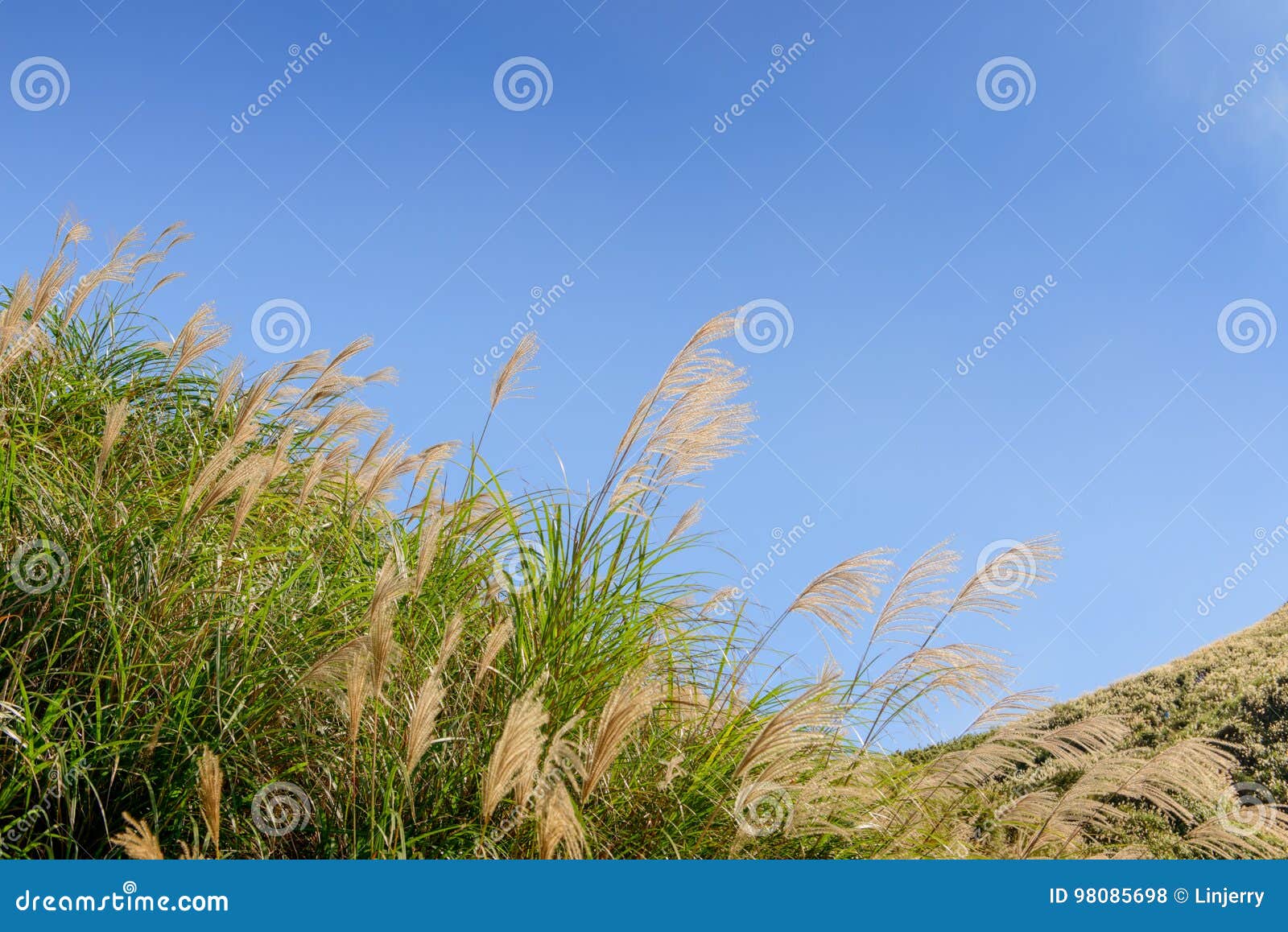 Closeup of reed flower stock photo. Image of landscape - 98085698