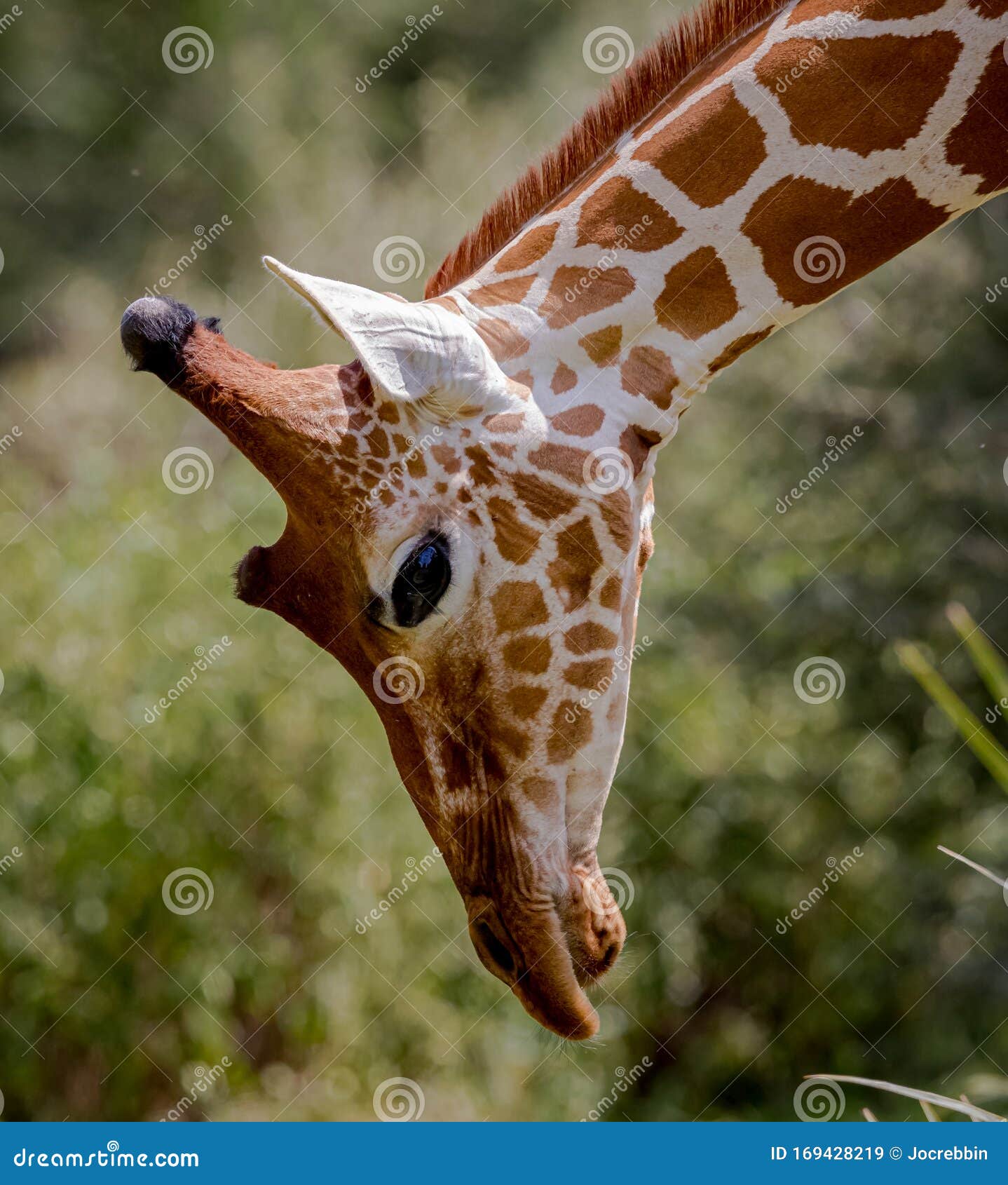 Closeup of Reticulated Giraffe Bending Down in Kenya Stock Image