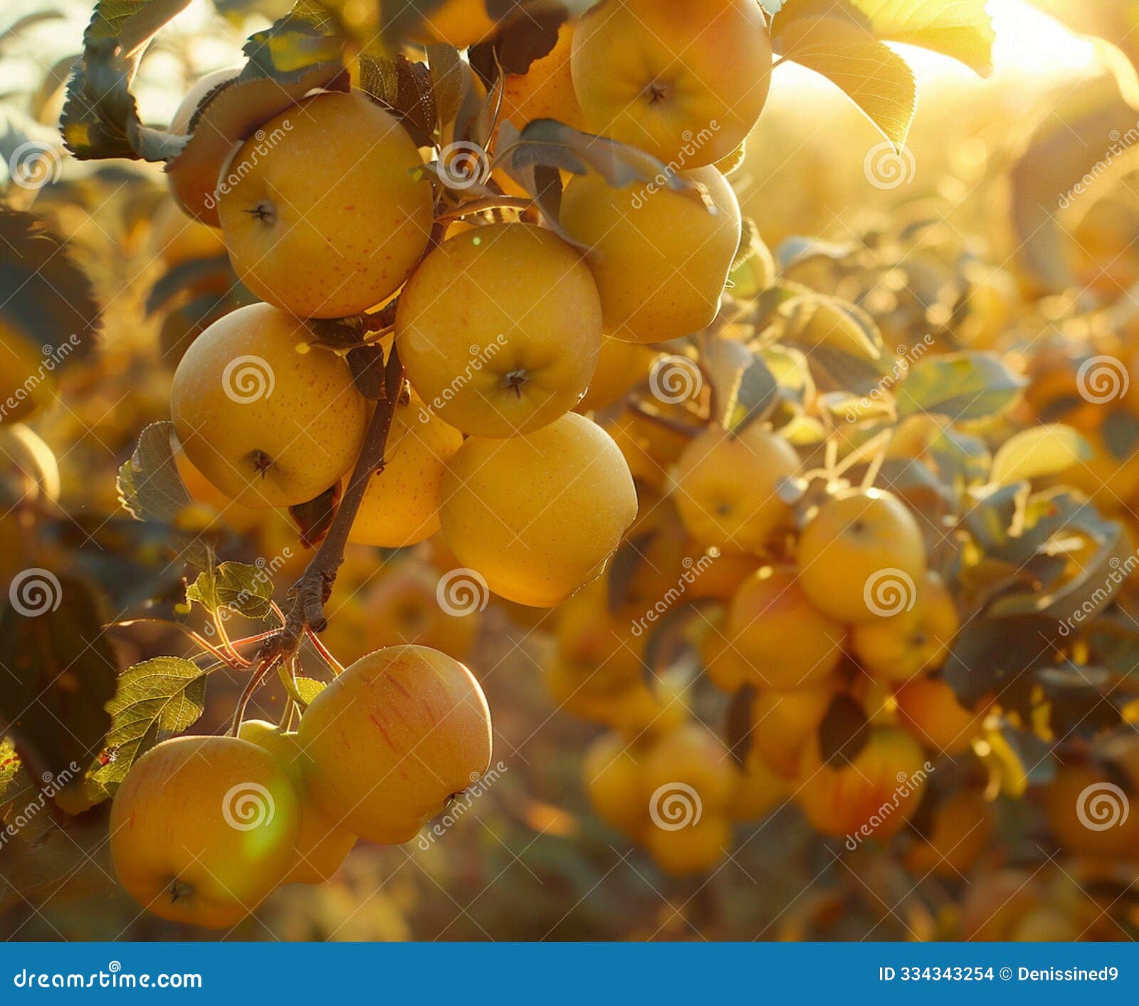 closeup of ripe apples on the tree in the orchard. selective focus.