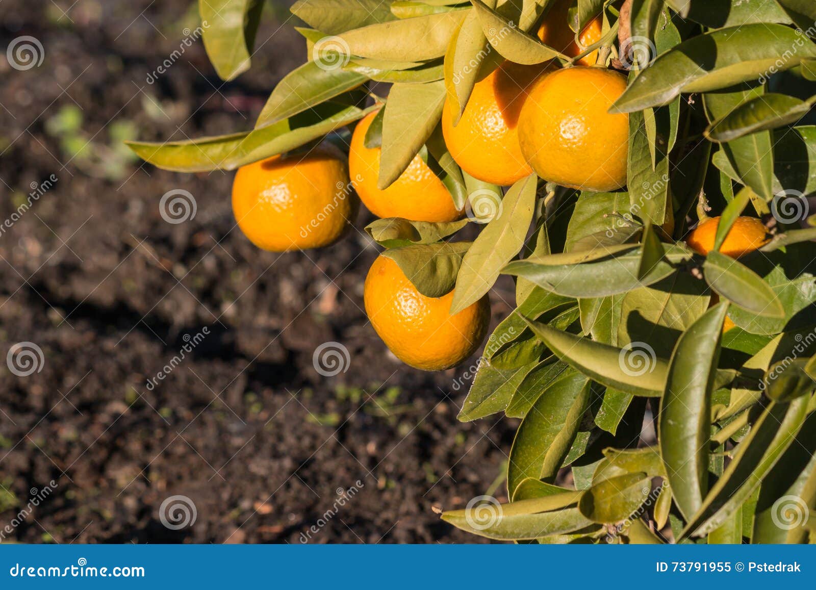 Satsumas Leaves Stock Photos Free & RoyaltyFree Stock Photos from