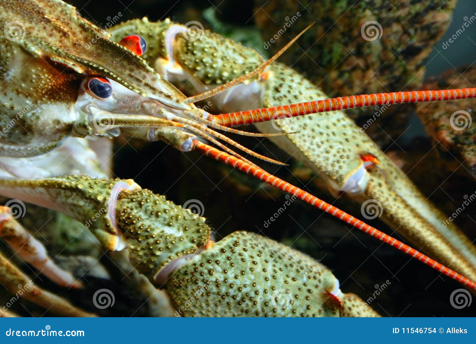 Усики речного рака. Усики ракообразных. River Cancer. Рачьи усы. Astacus fluviatilis.