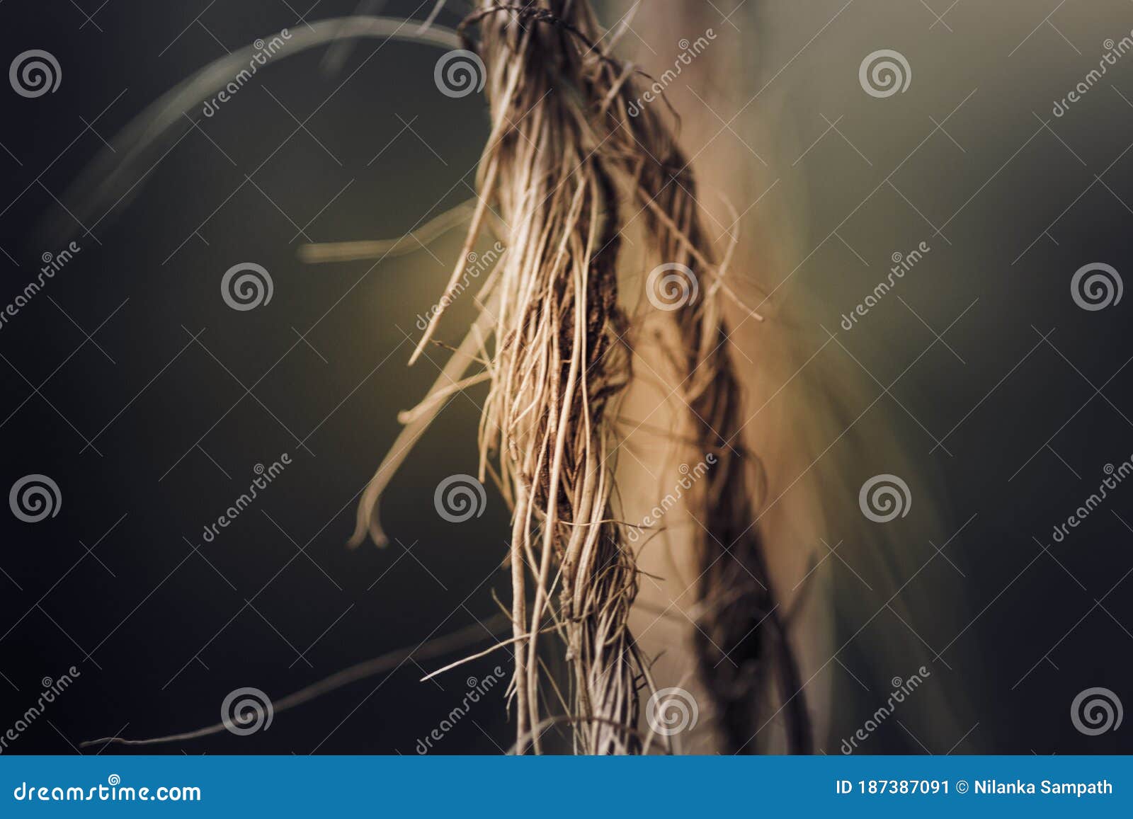 closeup root like coir twine macro photo