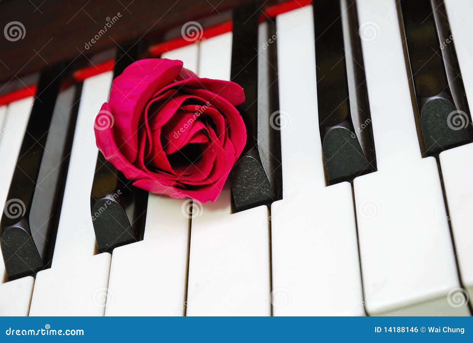 Closeup Of Rose On Piano Keyboard Stock Photo Image of flower