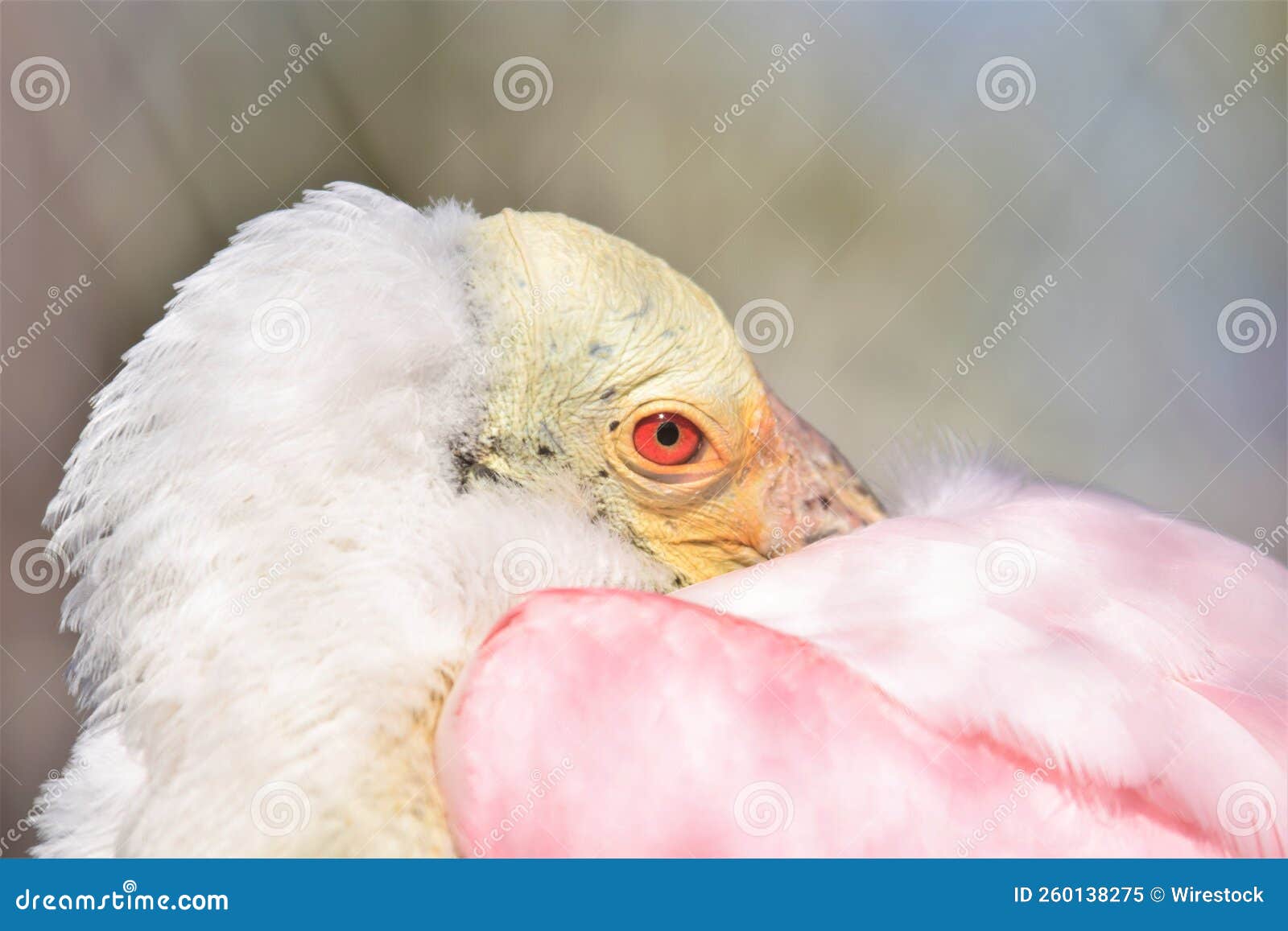 Closeup of a Roseate Spoonbill Hiding Its Beak Under the Wing Stock