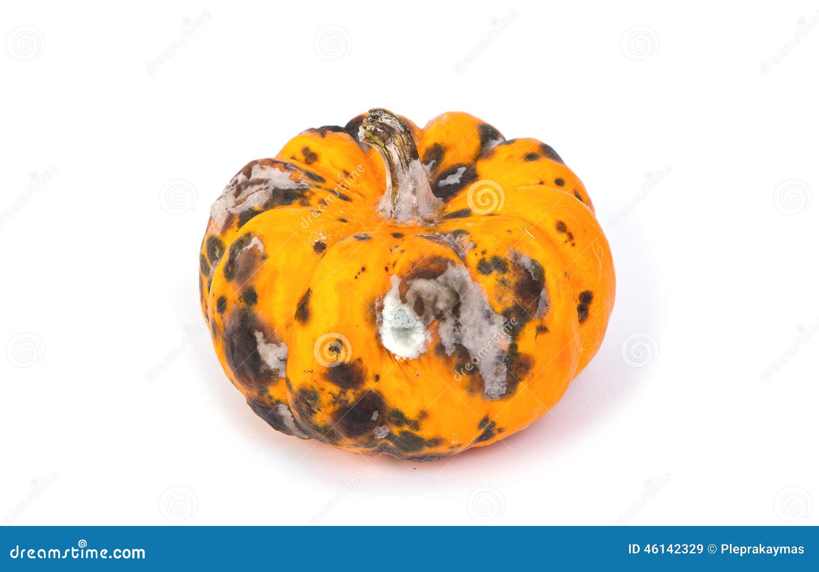 Closeup of rotten pumpkin stock image. Image of pumpkin 46142329