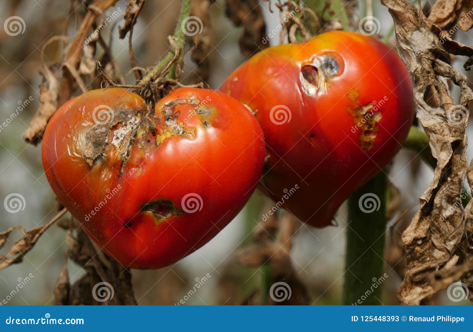 Closeup of Rotten Tomatoes in the Garden Stock Image Image of