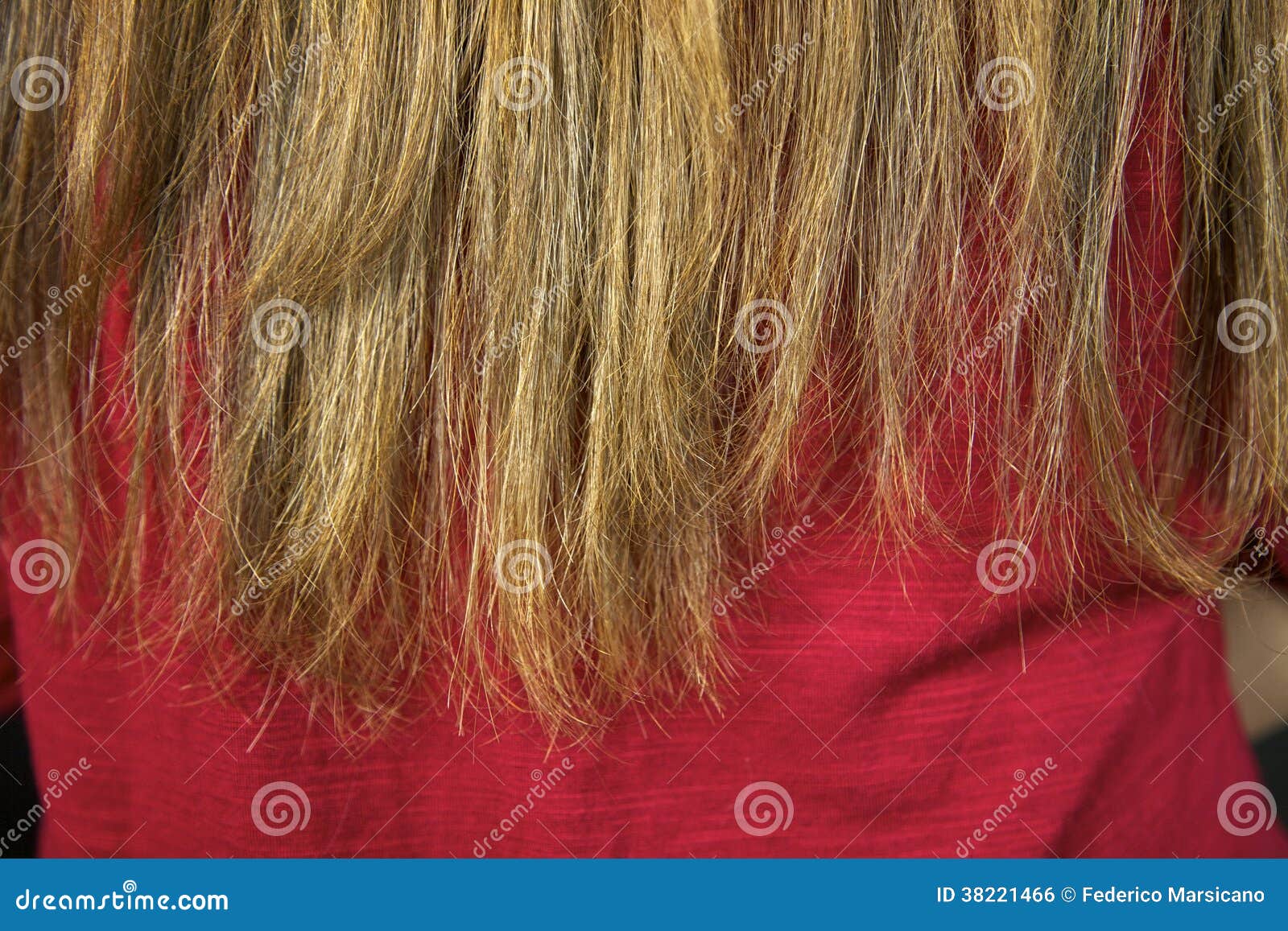 Closeup Of Ruined Split Ends Hair Ready To Be Cut Royalty 