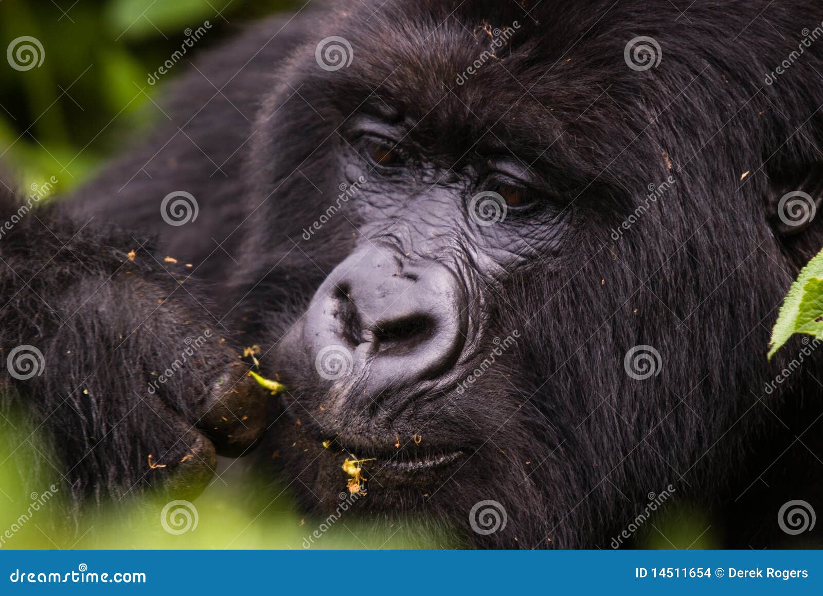 closeup rwanda gorilla eating