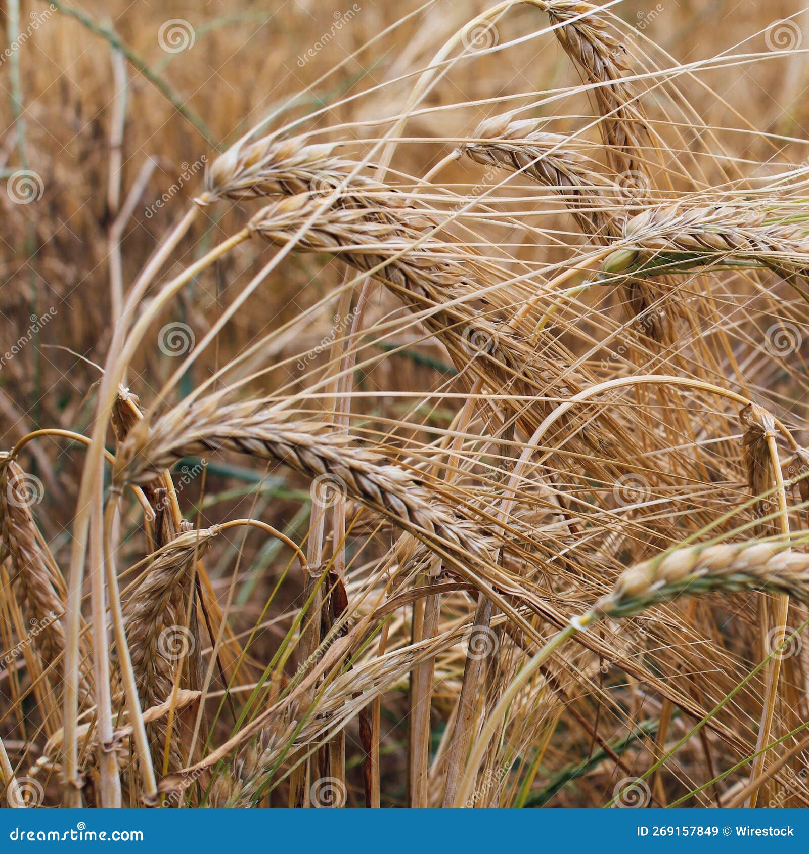 Closeup of rye growth stock image. Image of change, climate 269157849