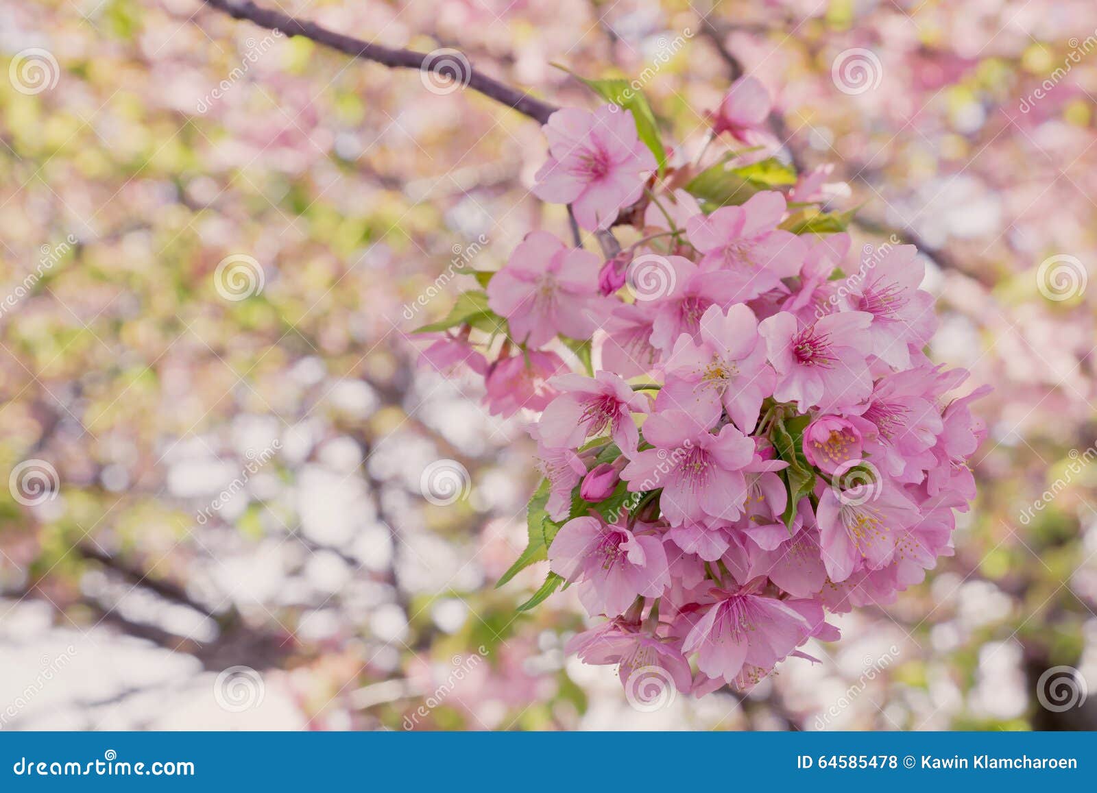 Closeup sakura blooming stock photo. Image of flora, japan 64585478