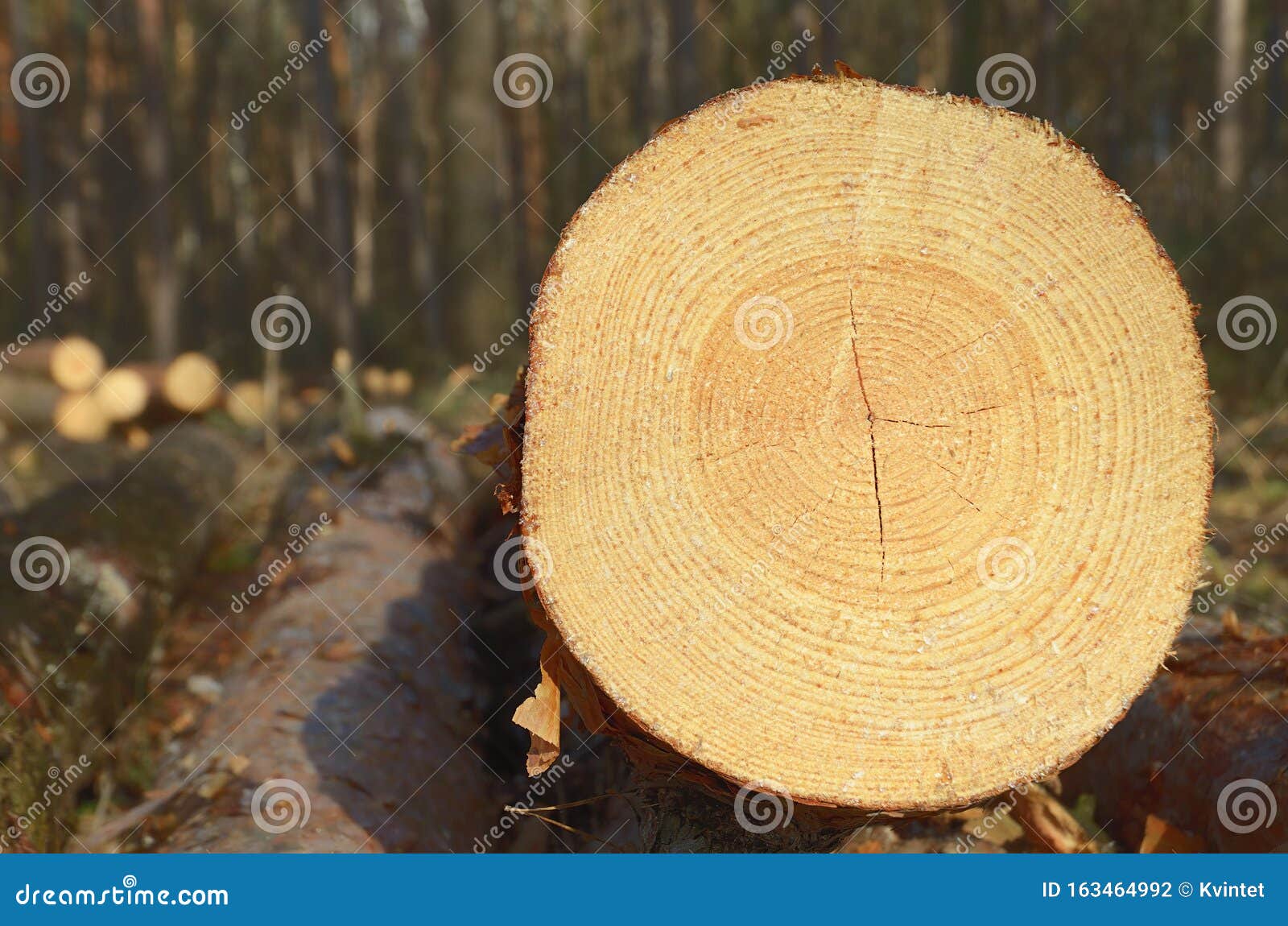 Closeup a Saw Cut of Pine Tree in Forest. Stock Photo Image of