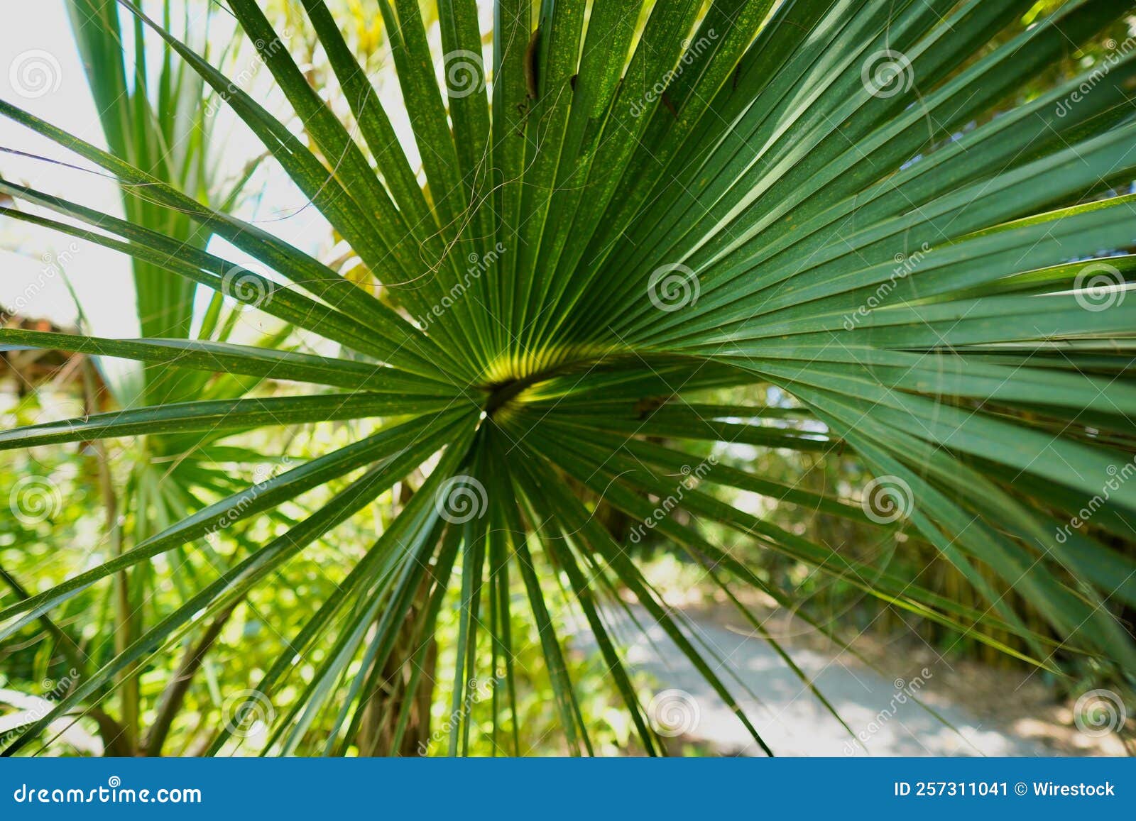 A Closeup of Saw Palmetto Plant Stock Image - Image of natural