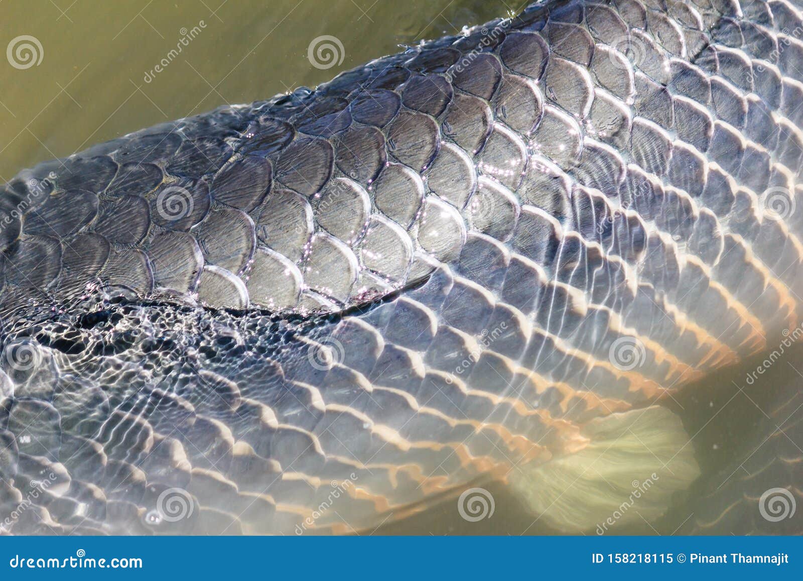 Closeup scale of Arapaima stock image. Image of animal - 158218115