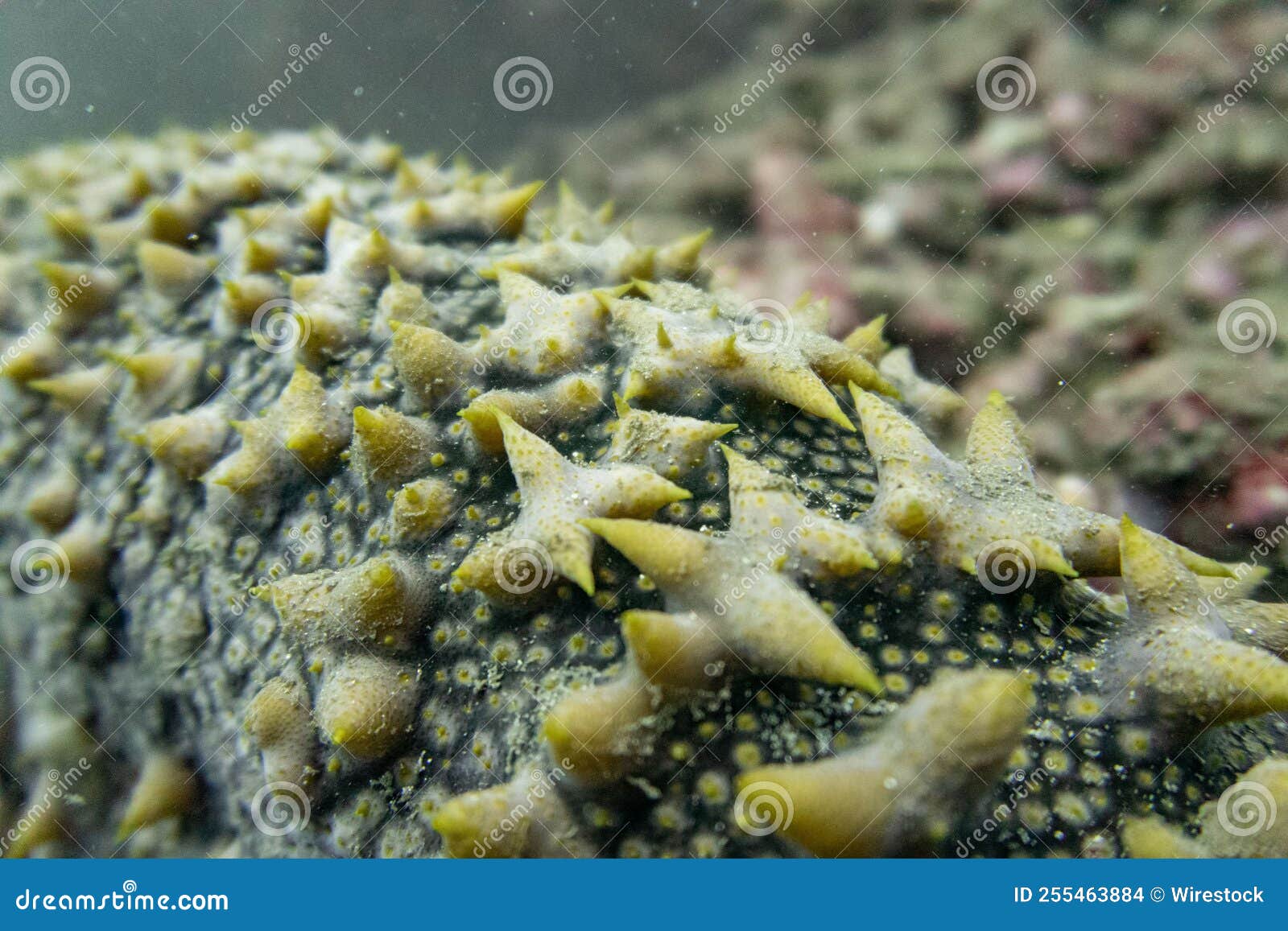 Closeup of Sea Cucumber in Tahiti Stock Photo Image of ecosystem