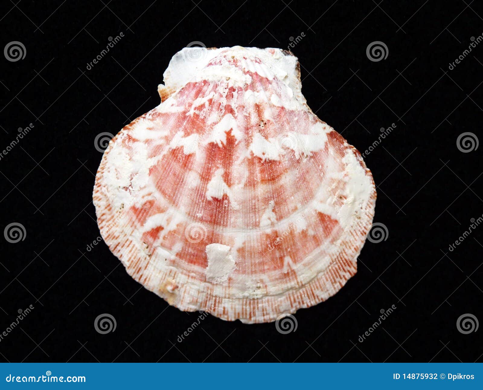 Closeup Of A Inside Seashell (sea Shell), Scallop Over Black Background  Stock Photo, Picture and Royalty Free Image. Image 2346189.