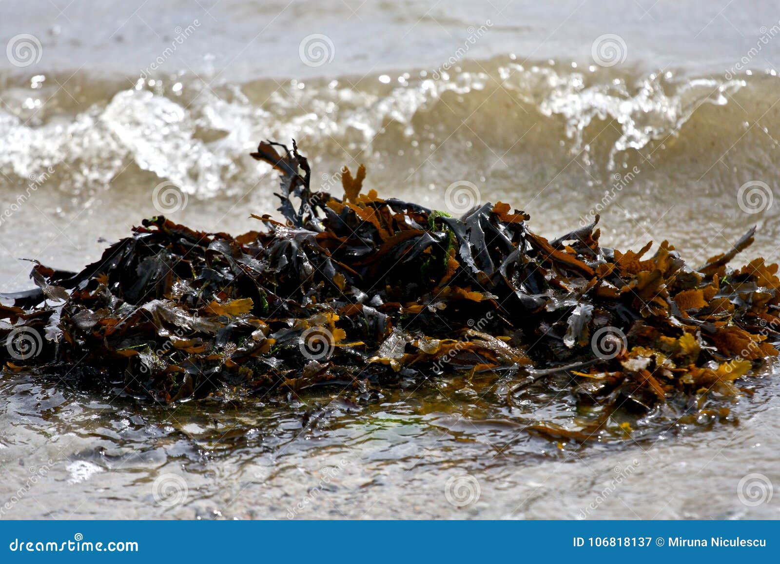 Seaweed on a Beach, Galway, Ireland Stock Image Image of clouds, wave