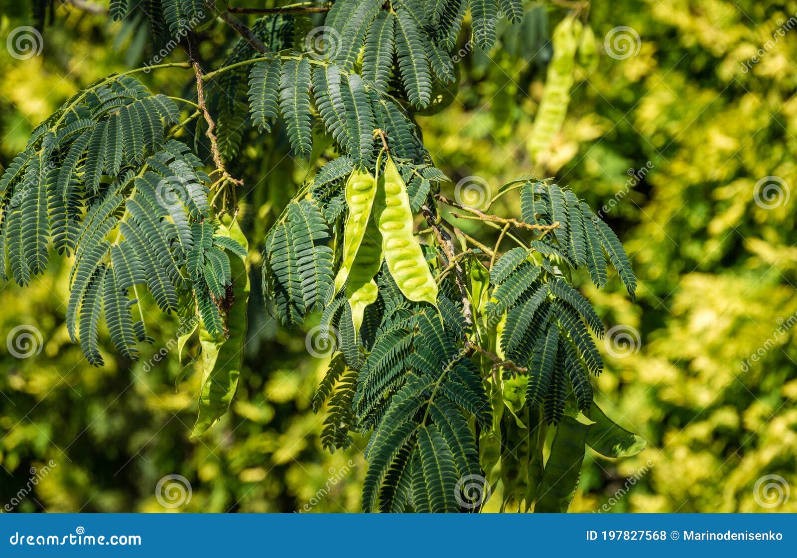 Closeup Of Seed Pods And Green Leaves Of Persian Silk Tree Albizia Julibrissin Japanese Acacia Or Pink Silk Tree Stock Photo Image Of Closeup Landscape