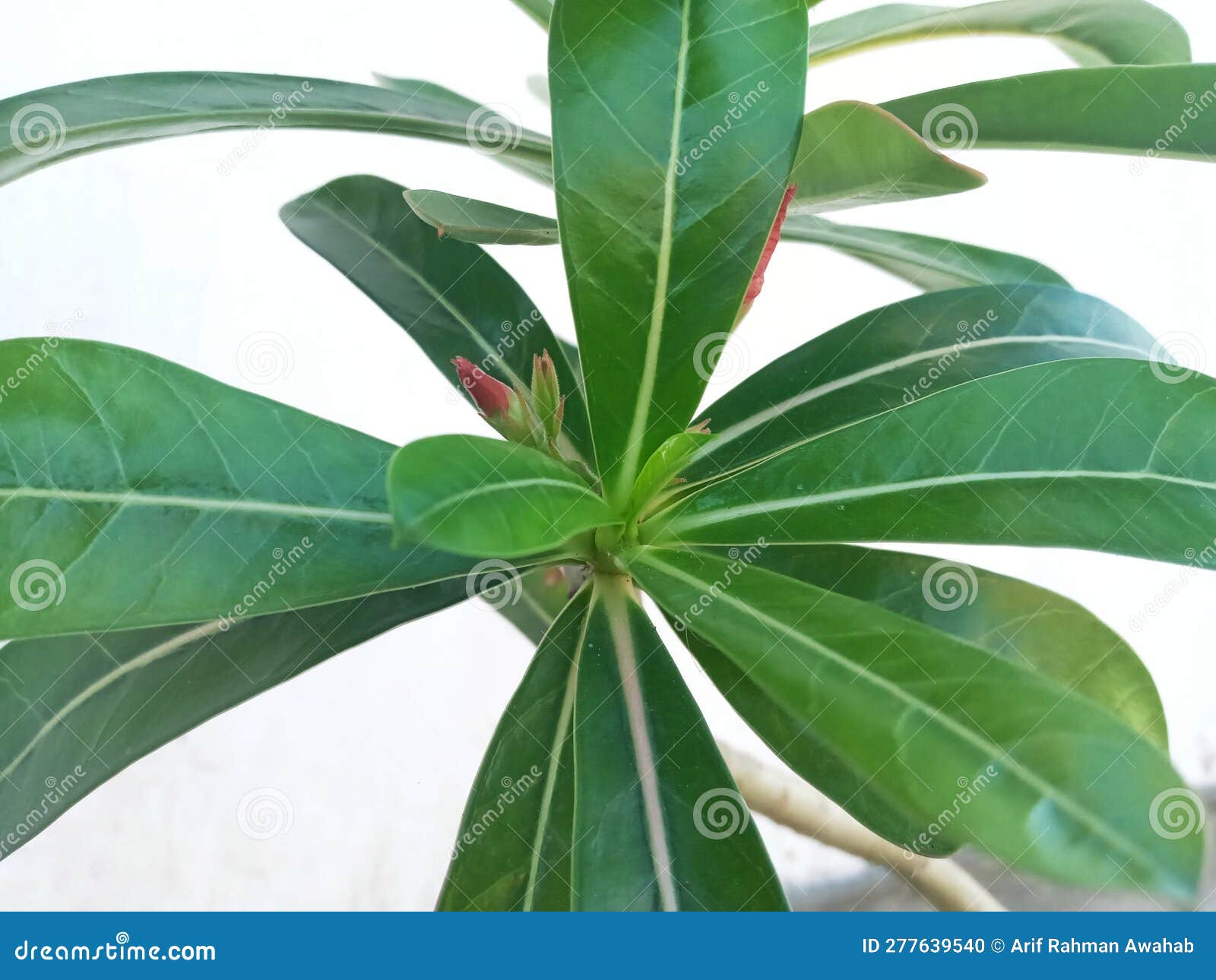 Closeup Of Whitewall Tires, Fender And Hubcap On Old Vintage Car With