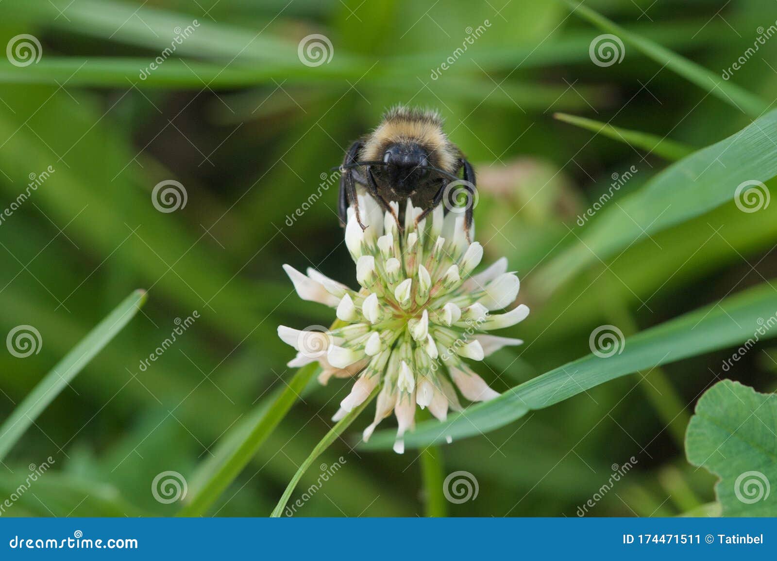 closeup shaggy bumblebee on white clover, dutch clover, ladino clover, ladino, trifolium repens
