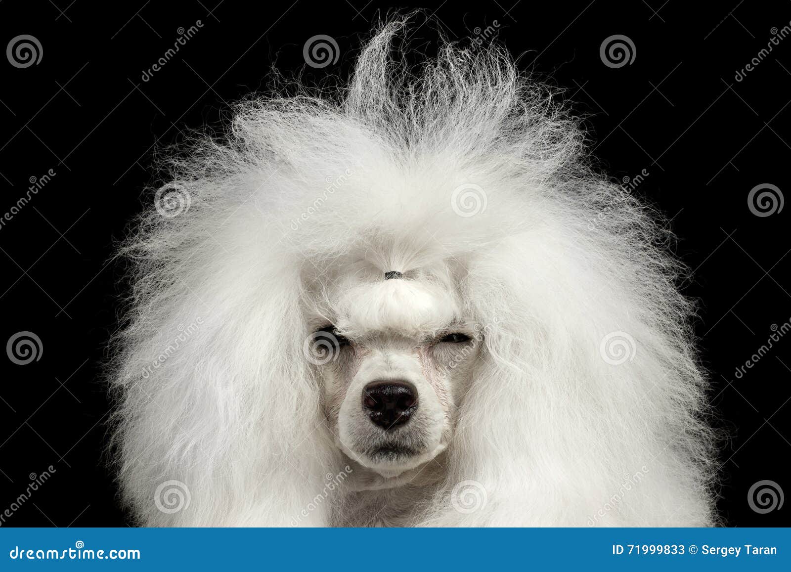 closeup shaggy poodle dog squinting looking in camera,  black