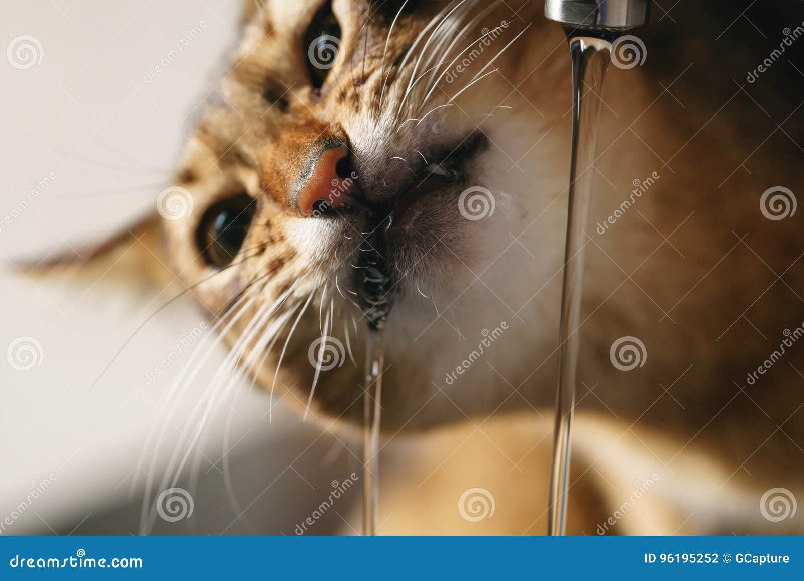 Closeup Shot Of Abyssinian Cat Drinking Water From Faucet Stock