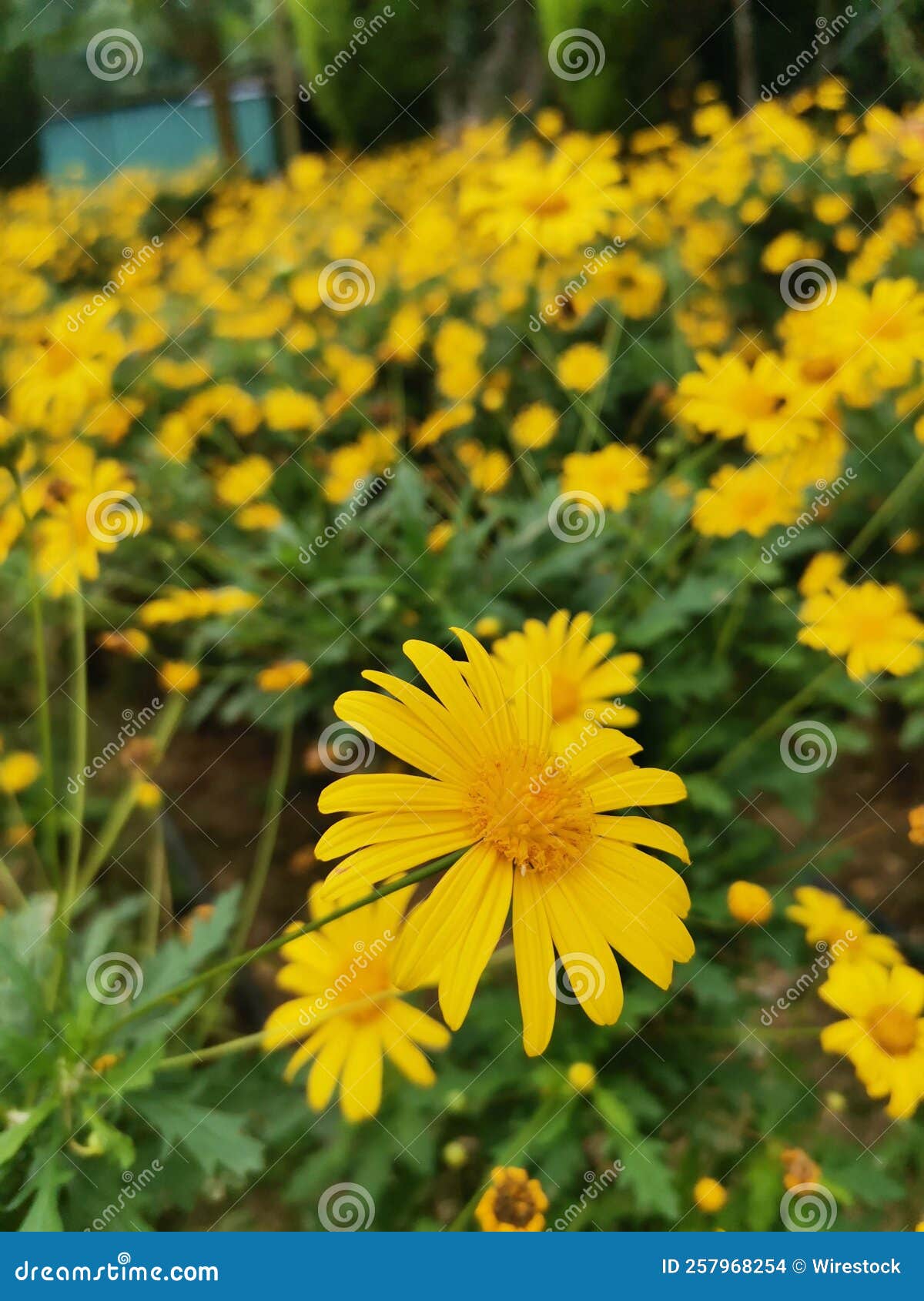 Closeup Shot of African Bush Daisies Stock Photo Image of yellow