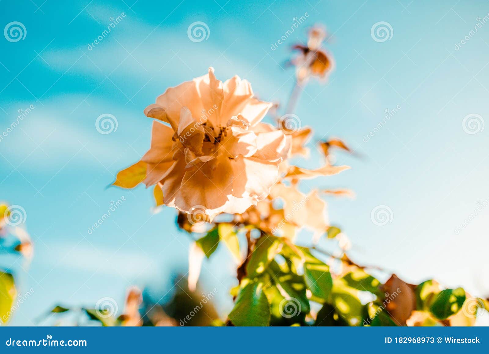 Closeup Shot of an Amazing White Rose Flower on a Blue Sky Background ...