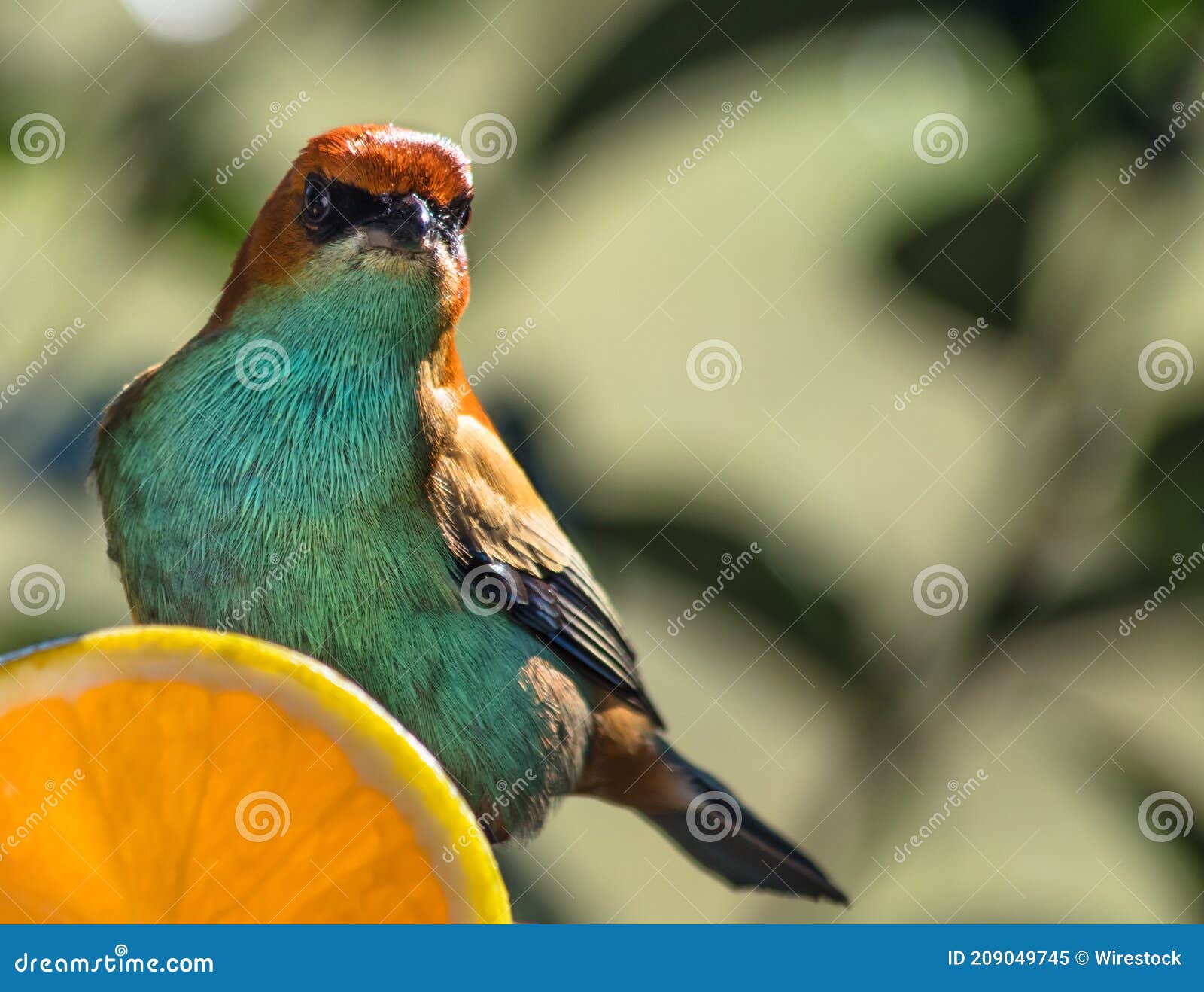 closeup shot of a beautiful chestnut-backed tanager bird (tangara preciosa)