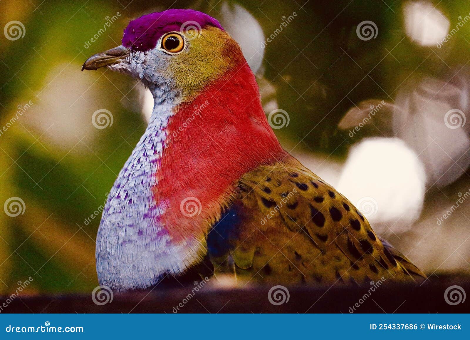 Closeup Shot of a Beautiful Fruit Dove Bird Stock Photo Image of
