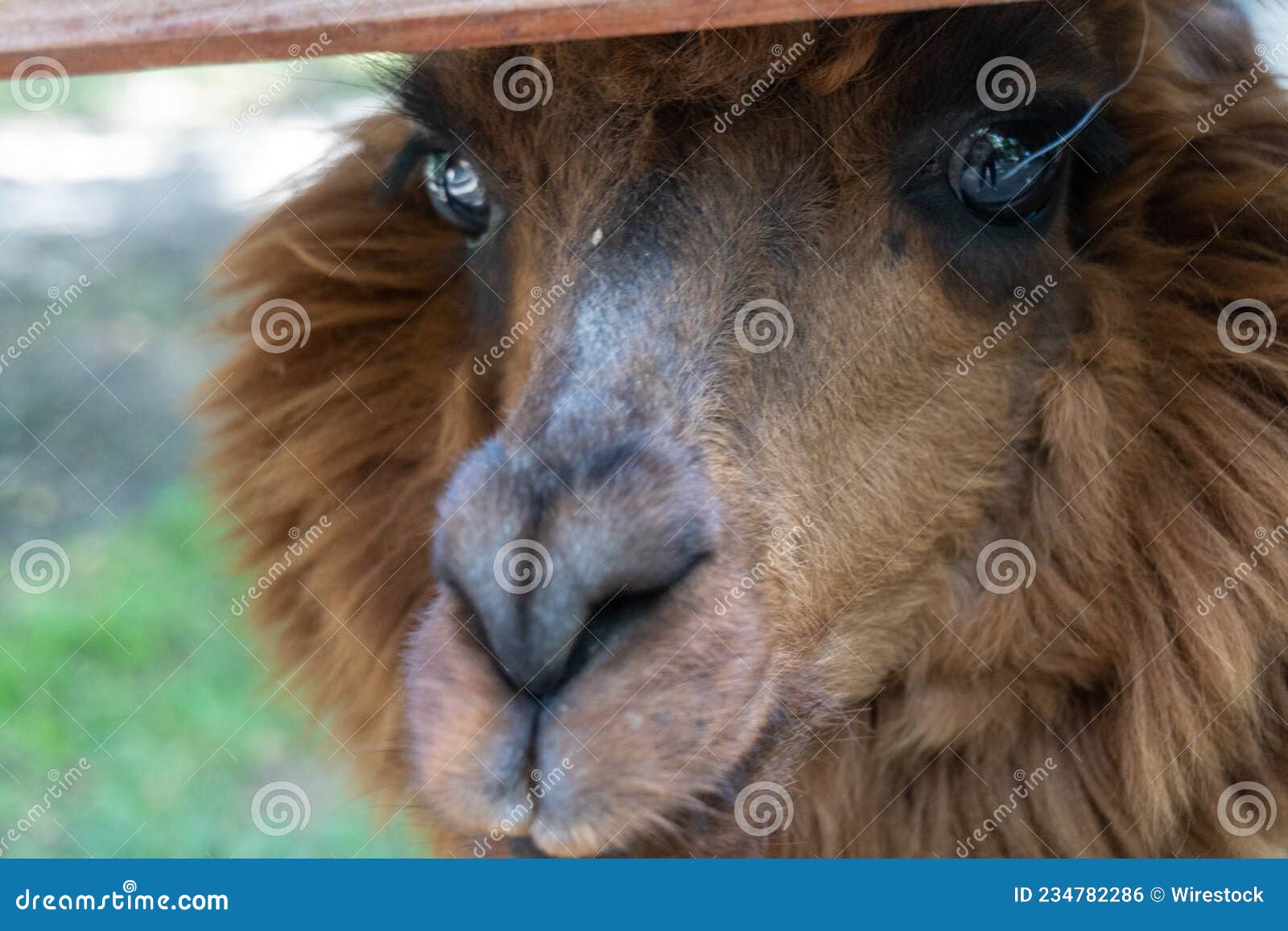 Closeup Shot Of A Beautiful Llama Looking In A Sad Way Stock Photo