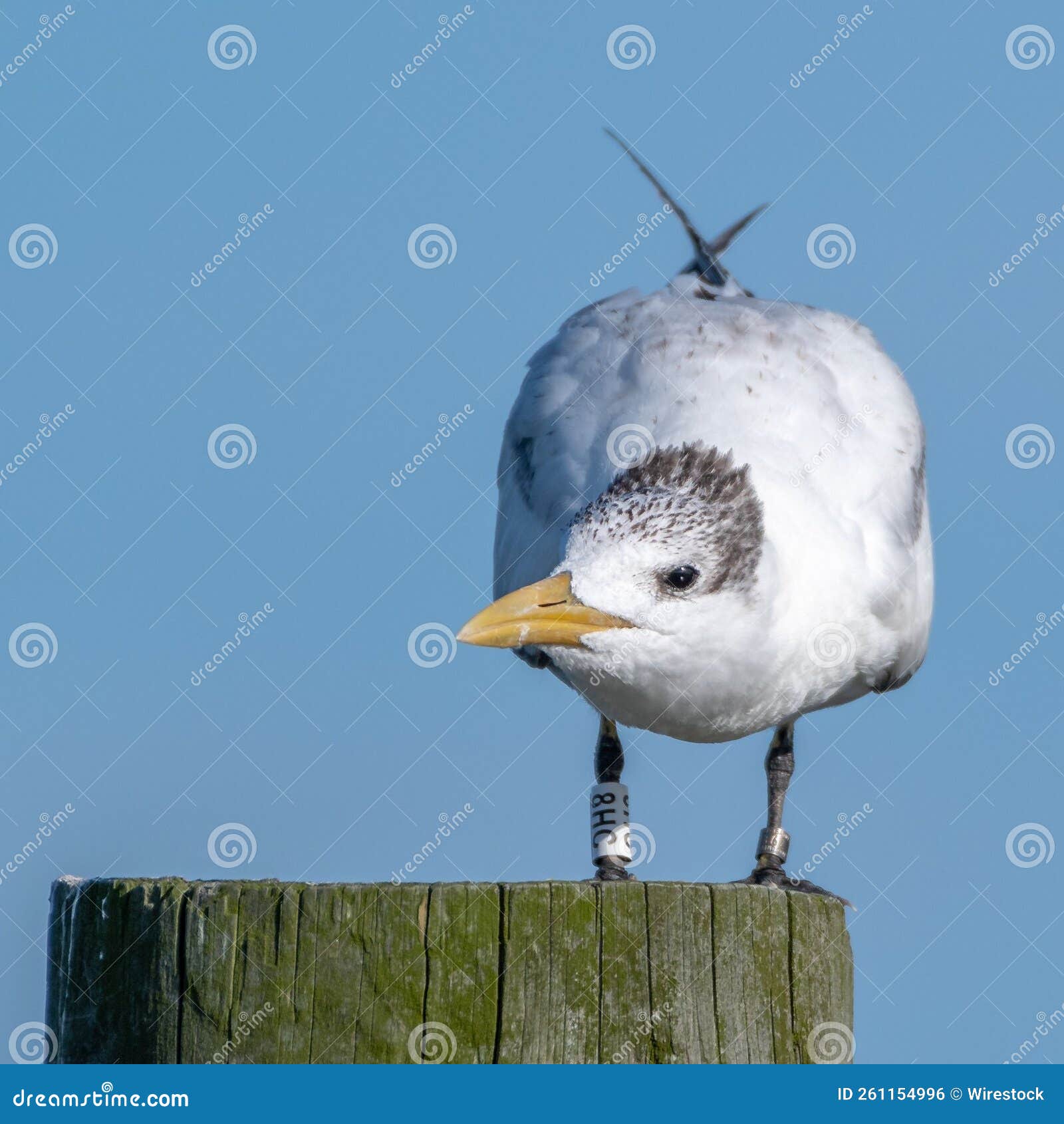 closeup shot of a tern (sternidae) resting on a tree trunk  on an empty blue background