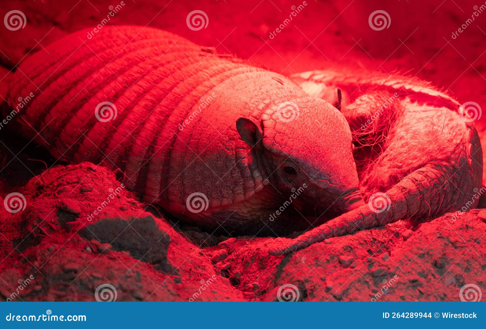 closeup shot of a big armadillo under a red heat lamp in its habitat