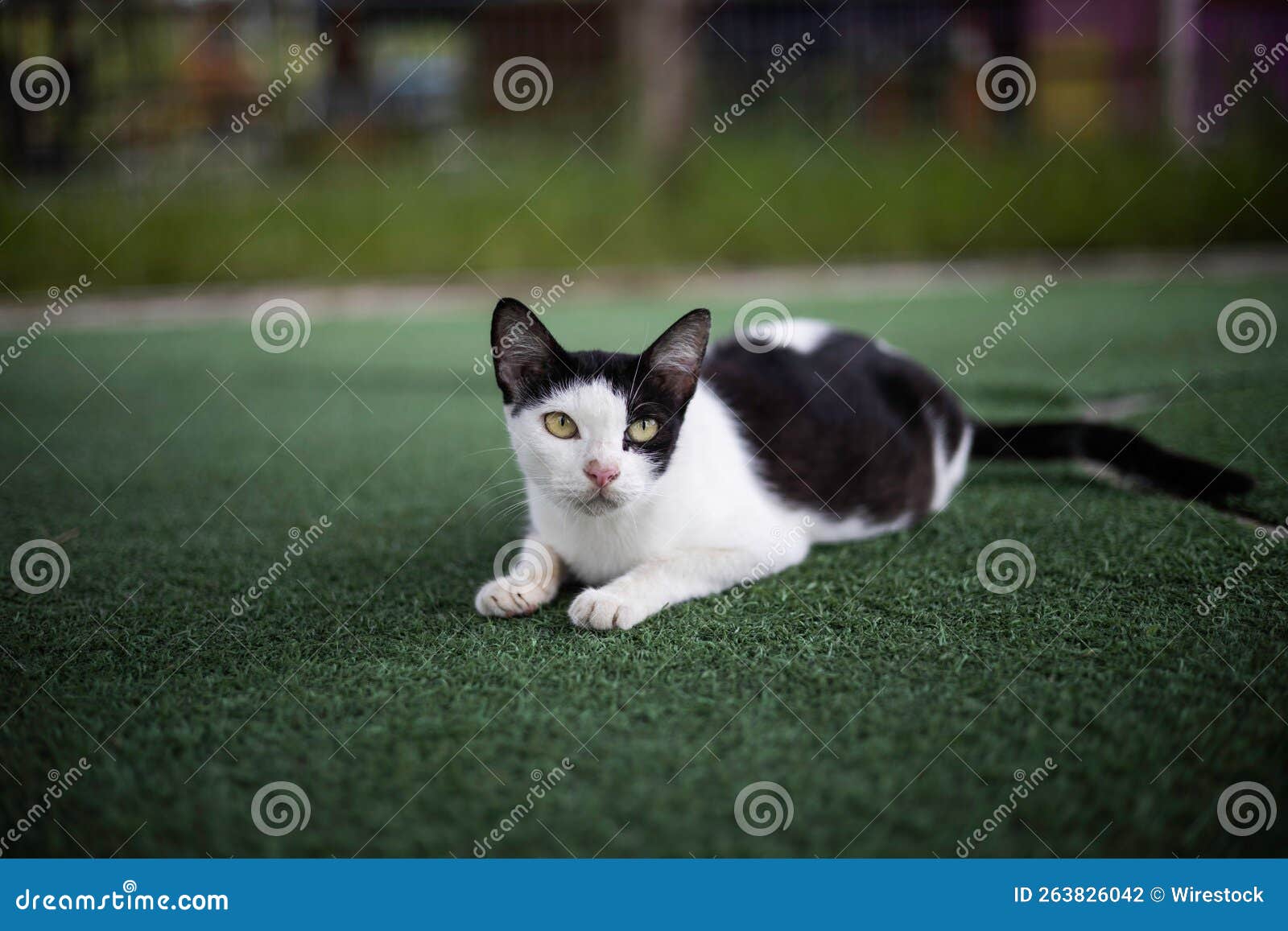 Angry face of a walking white and black Domestic short-haired cat on the  grass in blur background. Stock Photo by wirestock