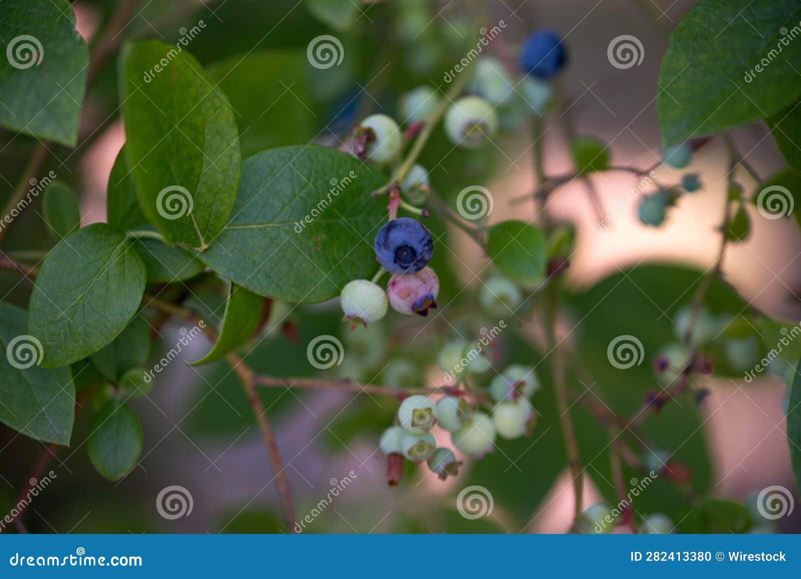 Closeup Shot of Blueberries Growing on the Branches of a Tree. Stock