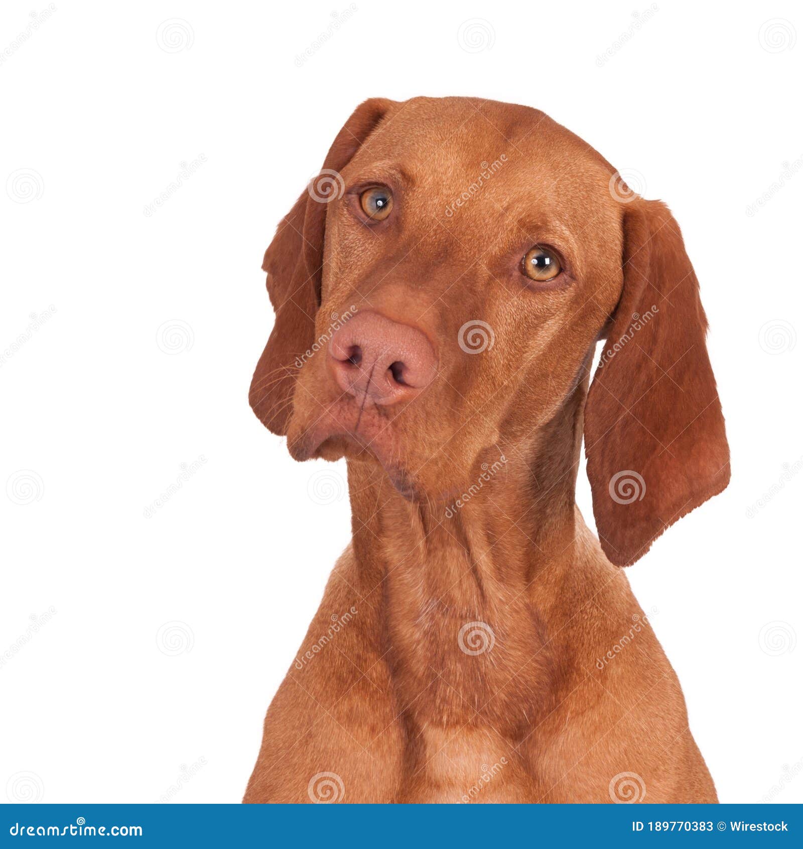 Closeup Shot of a Brown Dog Looking at the Camera with Its Head Tilted