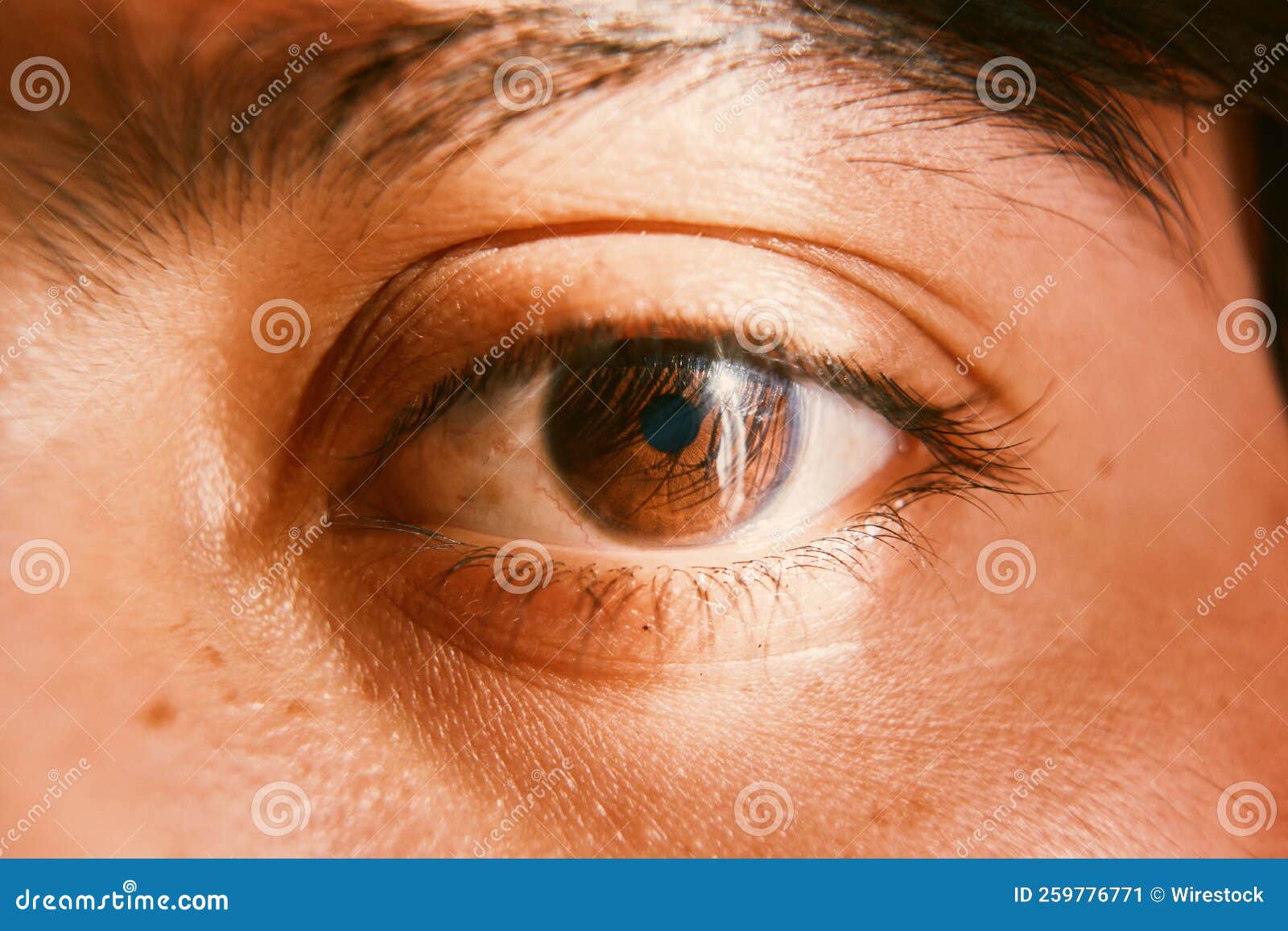 Closeup Shot of a Brown Eye in Sunlight Stock Image Image of skin