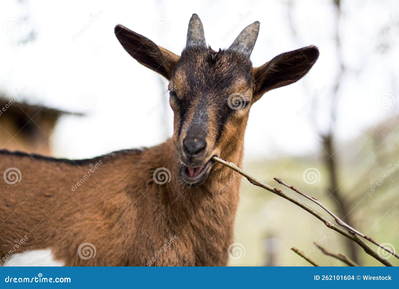 Closeup Shot of a Brown Goat Biting a Stick Stock Photo Image of