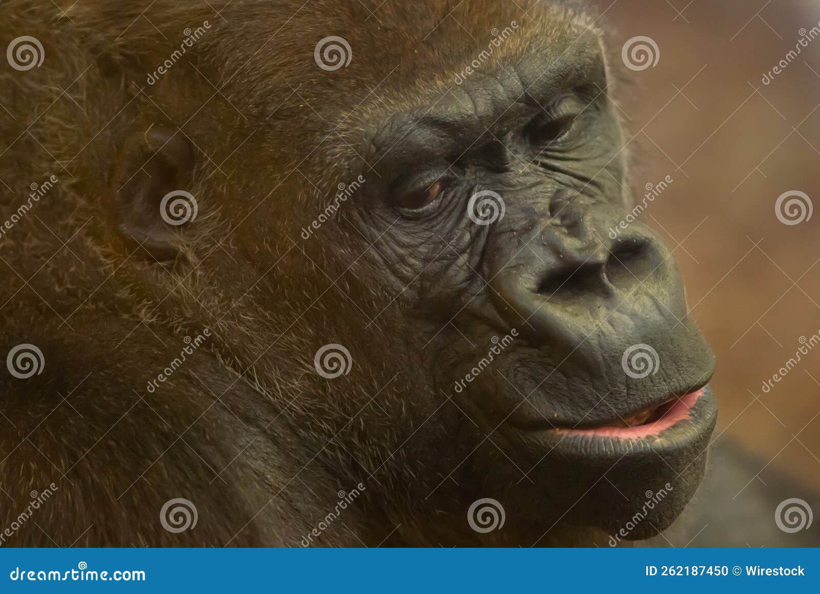 Closeup Shot of a Brown Gorillas Face Stock Photo Image of hair