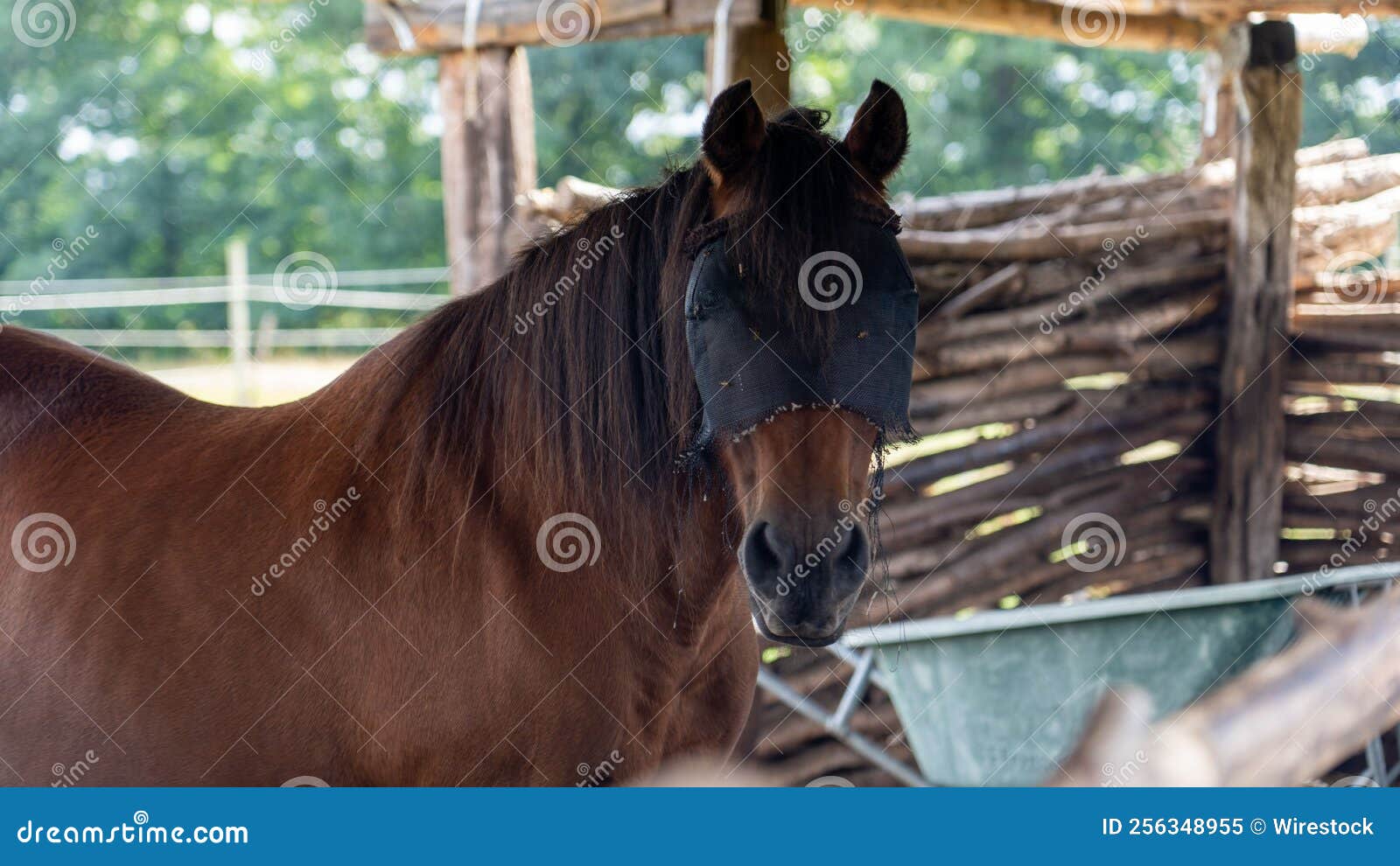 Closeup Shot of a Brown Horse in a Barn Stock Image Image of rural