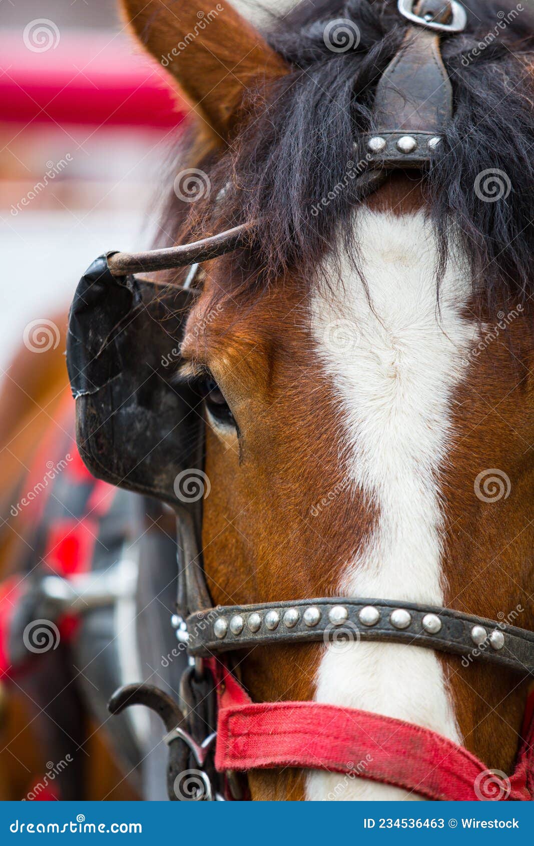 Closeup Shot of a Brown Horse with Headgear Stock Image Image of