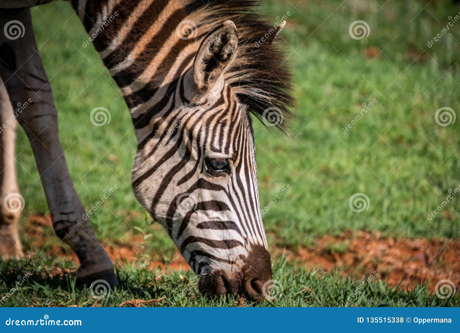 zebra head zebra head