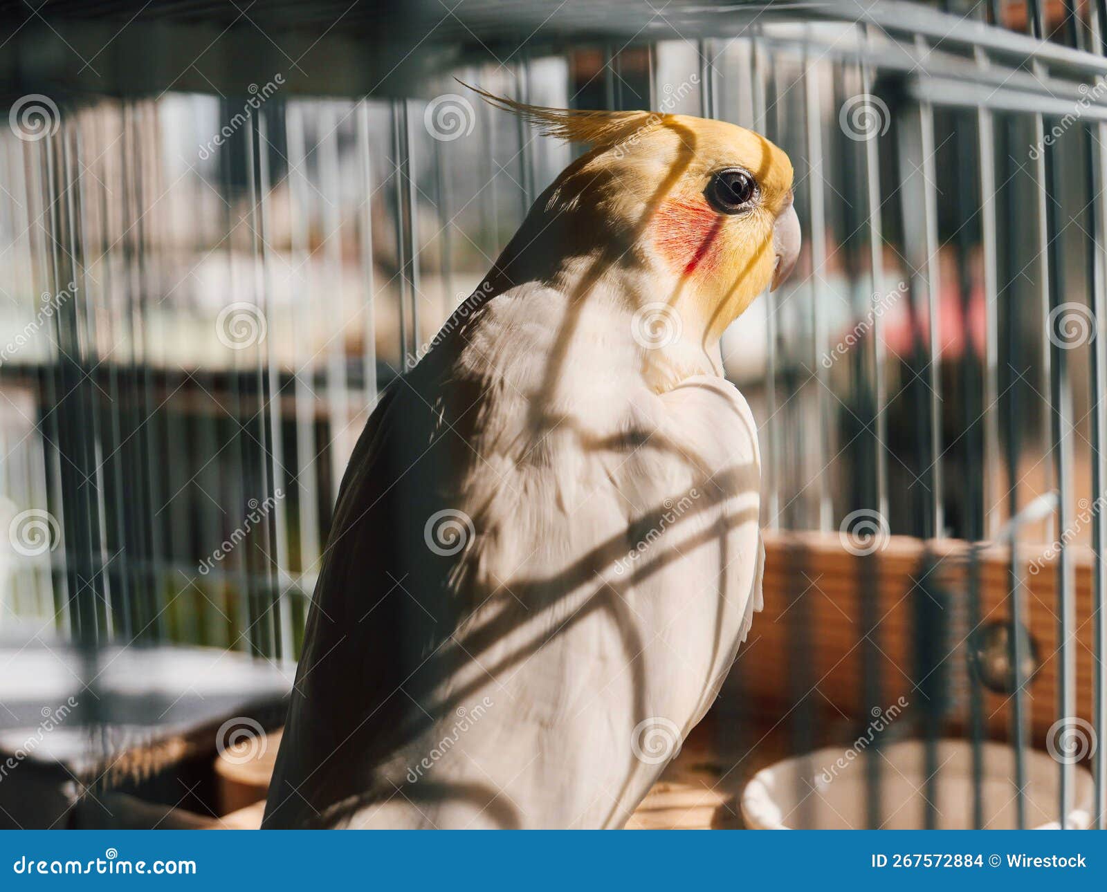 Closeup Shot of a Cockatiel in Its Cage Stock Photo Image of