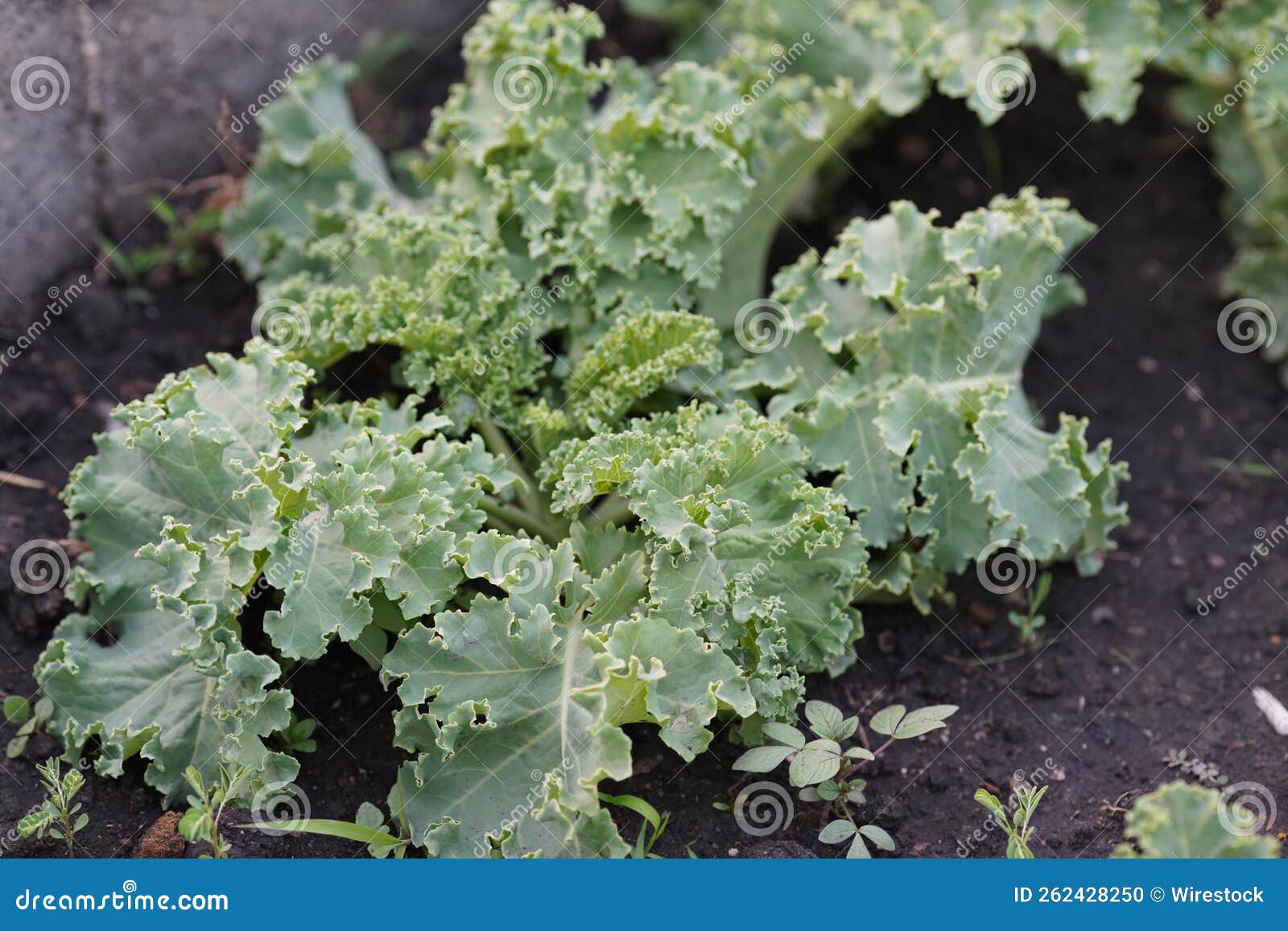 Closeup Shot of Collard Greens Growing Stock Photo Image of farm, healthy 262428250