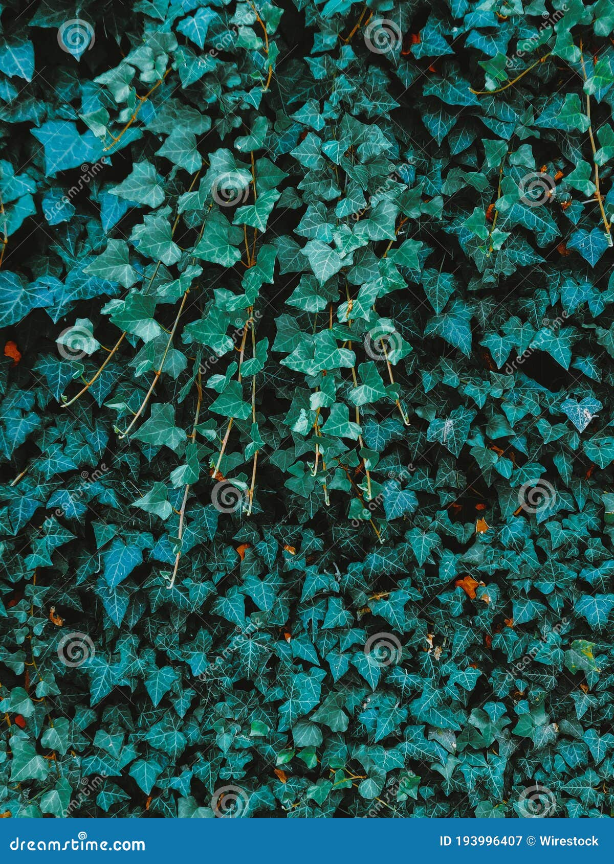 Closeup Shot of Common Ivy Plant Stock Image Image of pattern, flora 193996407