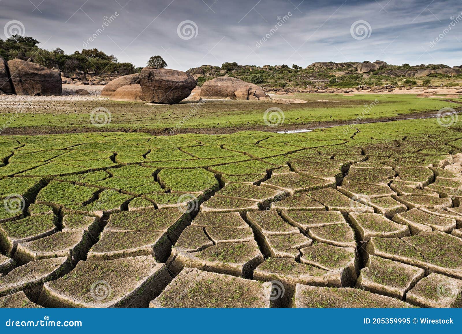 closeup shot of the cracked ground covered with moss in the natural area of marruecos, spain