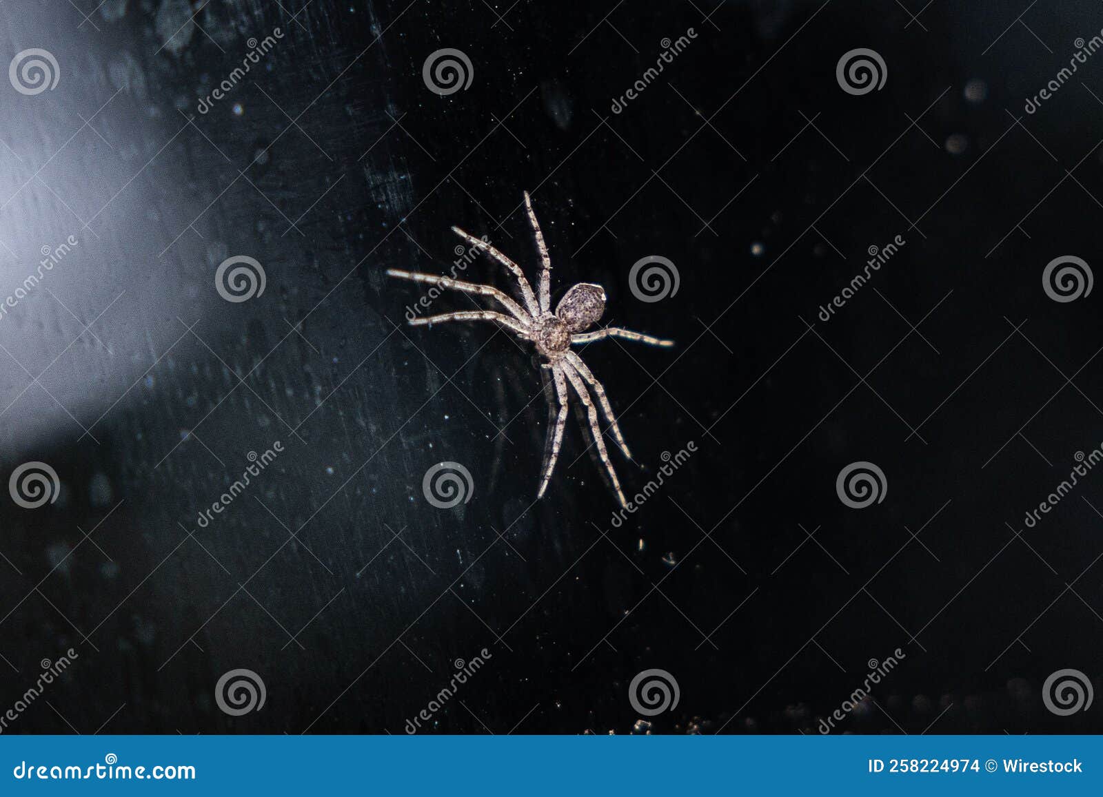 closeup shot of a cupiennius salei spider on black surface