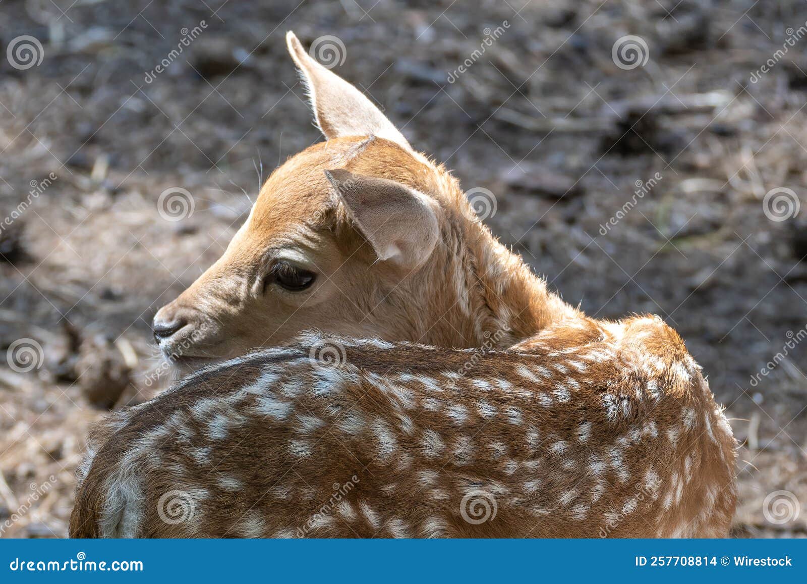 Closeup Shot of a Cute Baby Deer Stock Photo Image of mammal, head