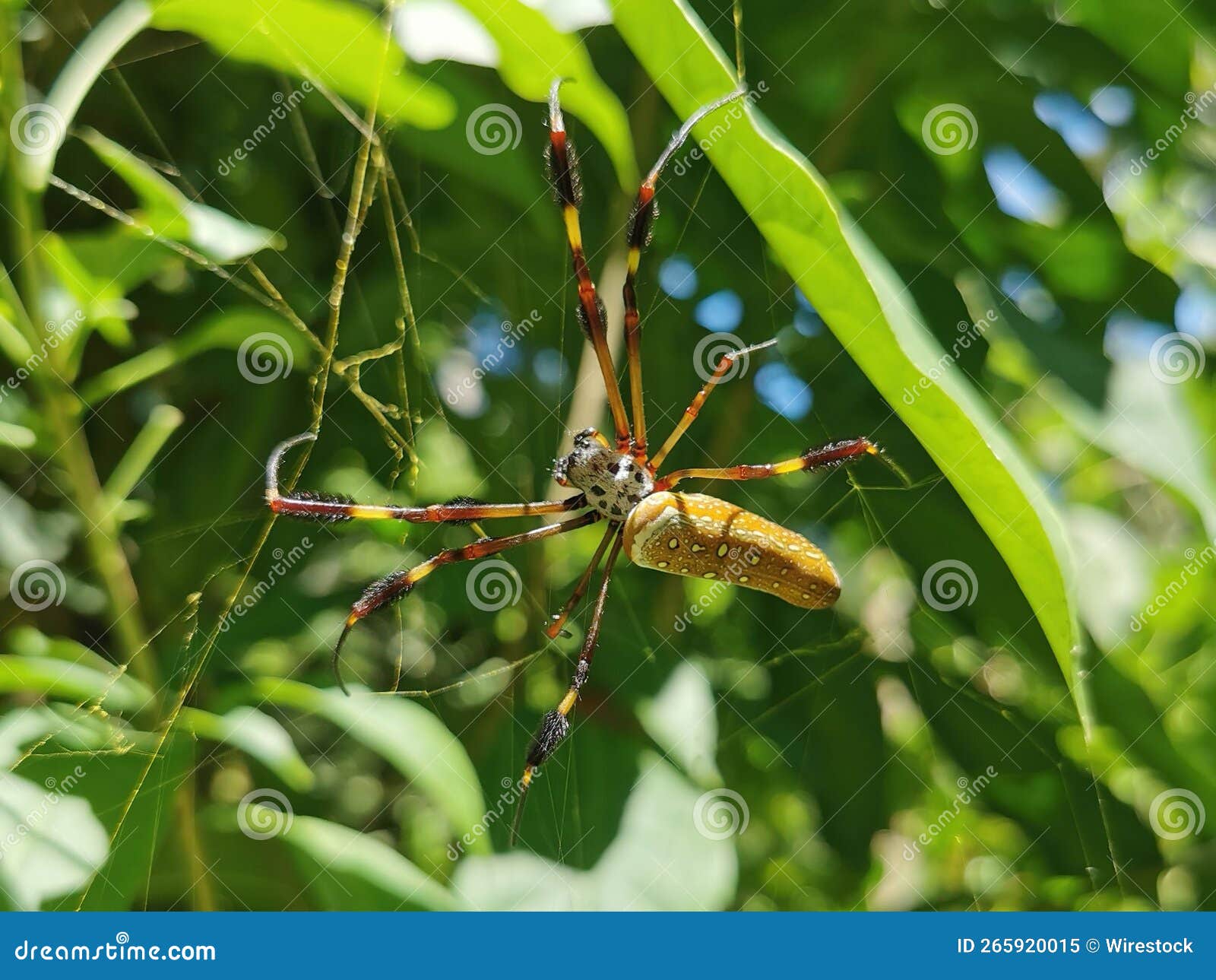 Closeup Shot of a Dangerous Spider on Its  Stock Image Image of