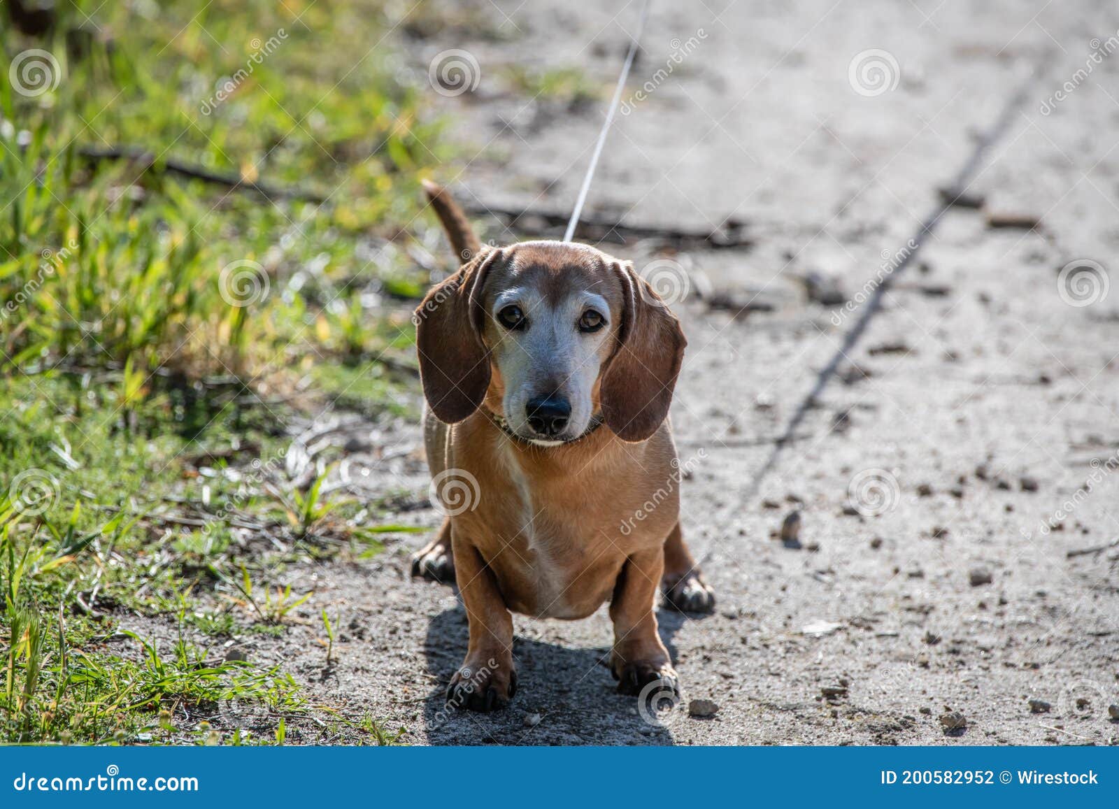 What Color Are Westphalian Dachsbracke Dogs